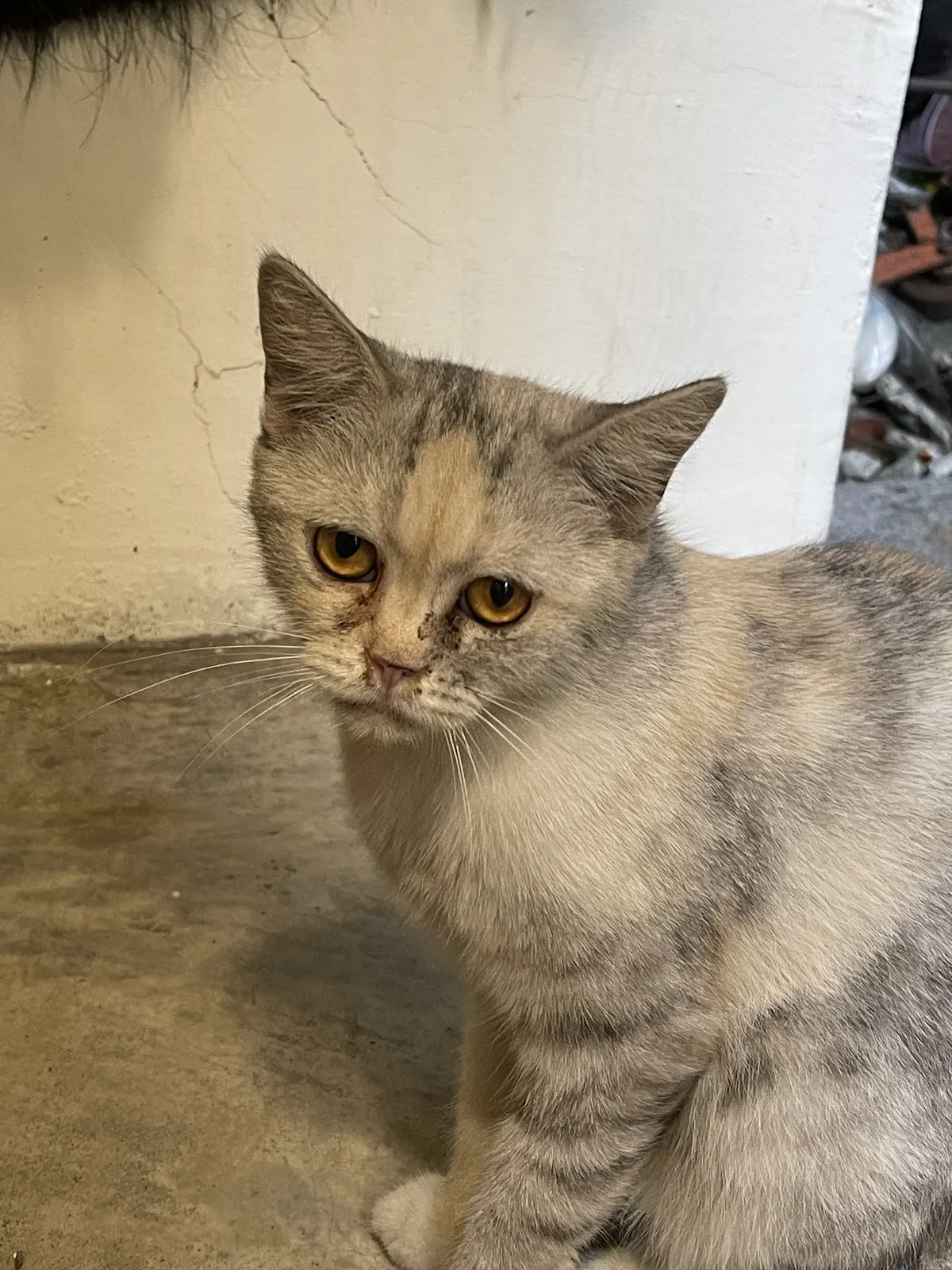 大原動物醫院