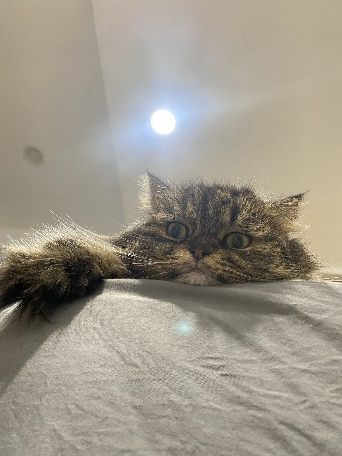 慈愛動物醫院高雄分院