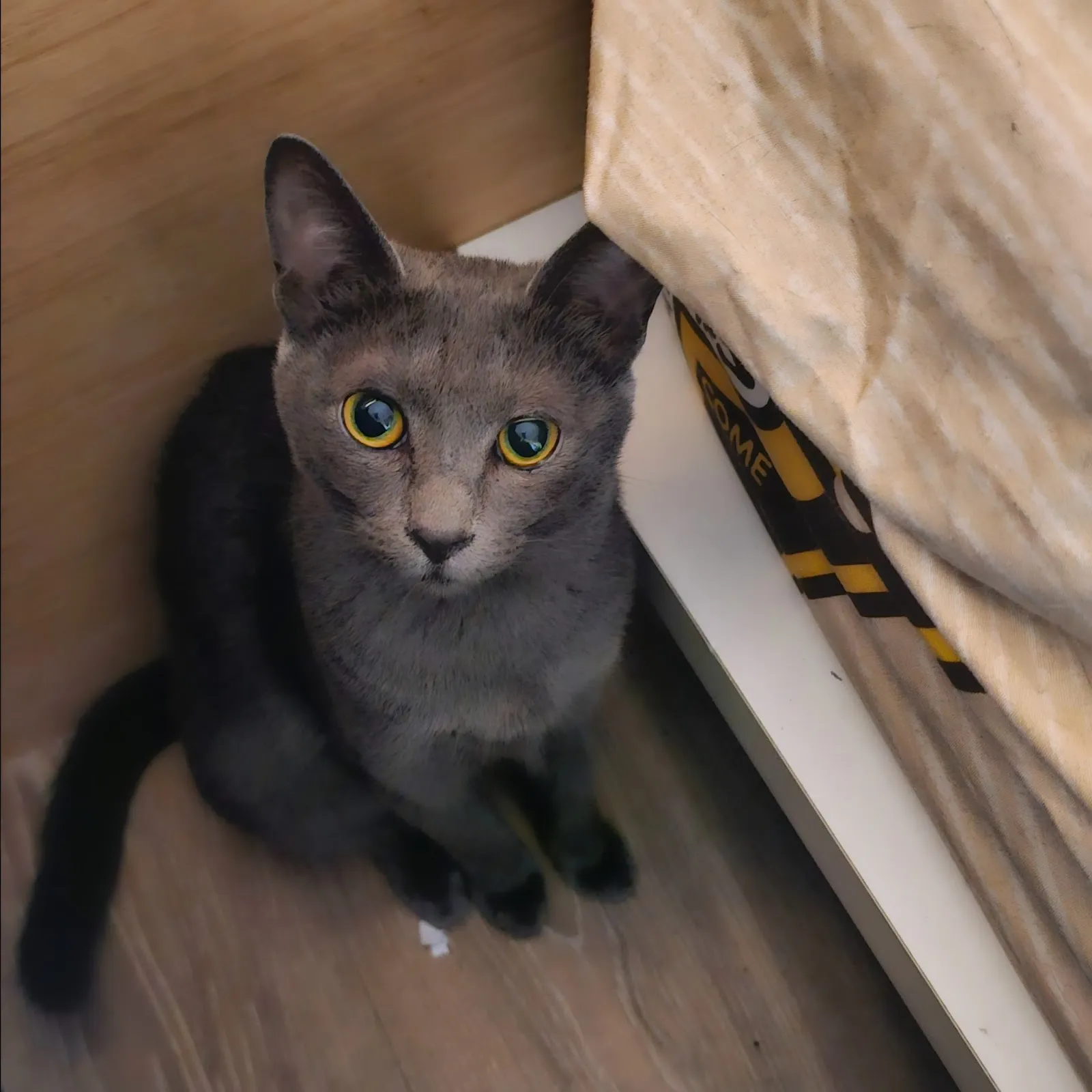 臺大興安動物醫院