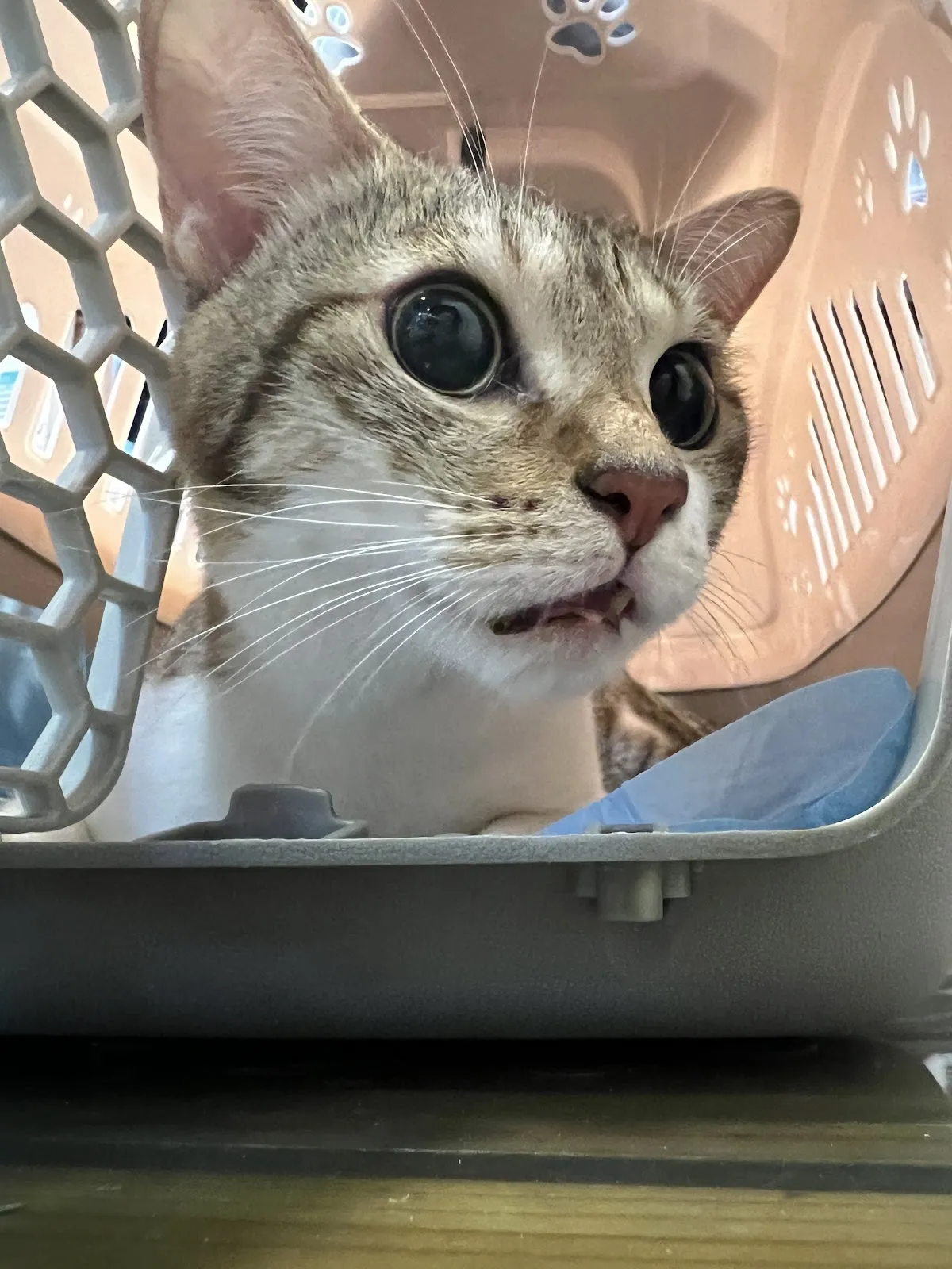 臺大興安動物醫院