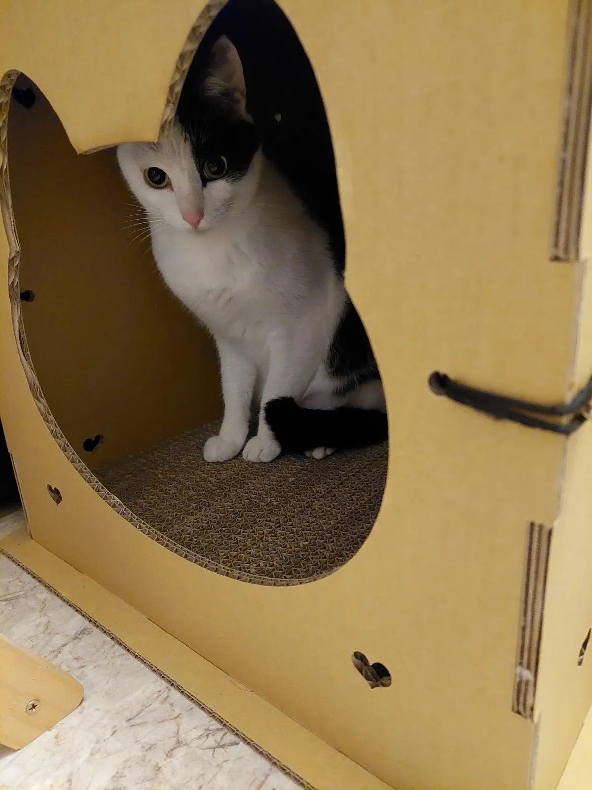 臺大興安動物醫院