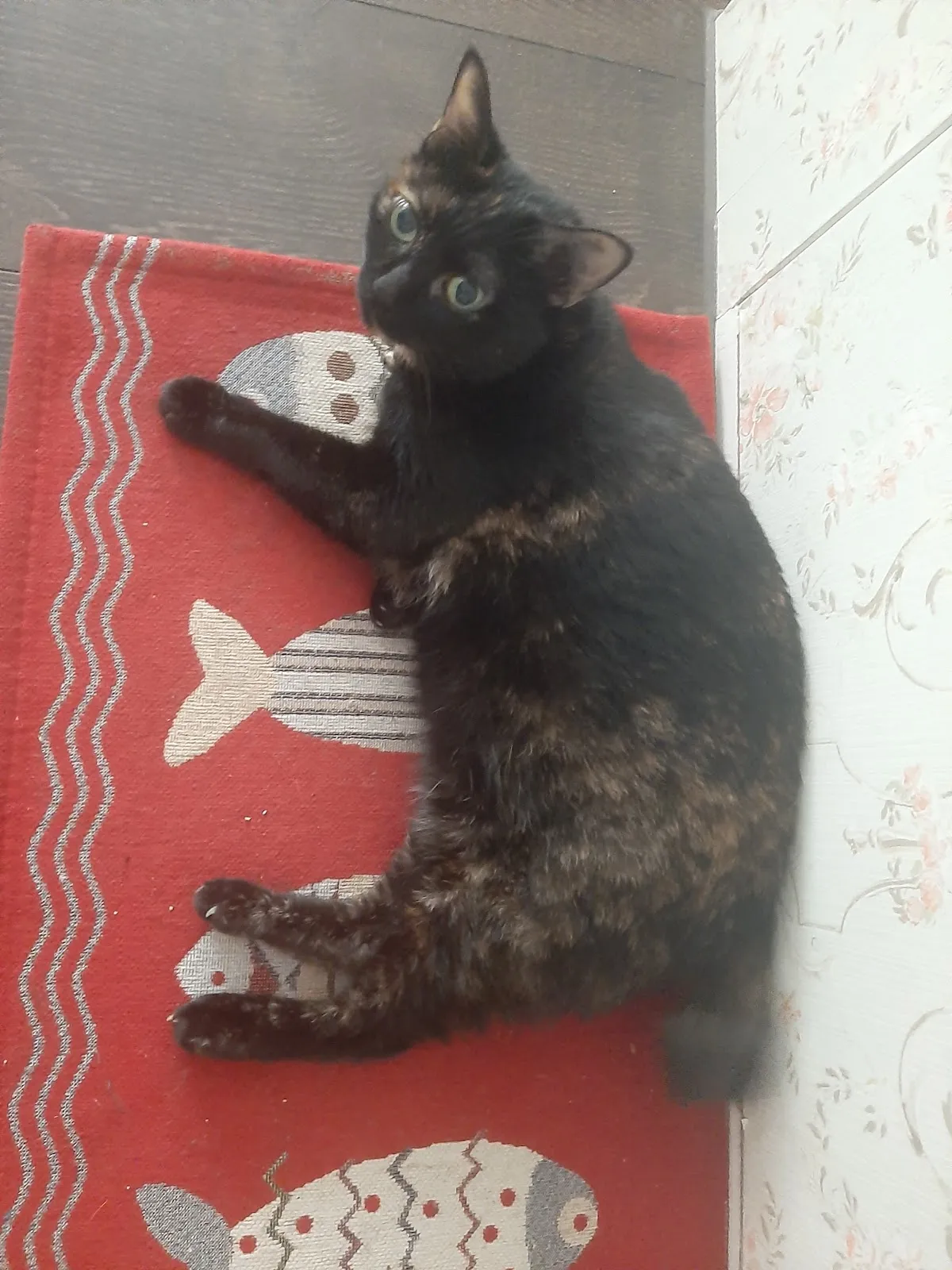 臺大興安動物醫院