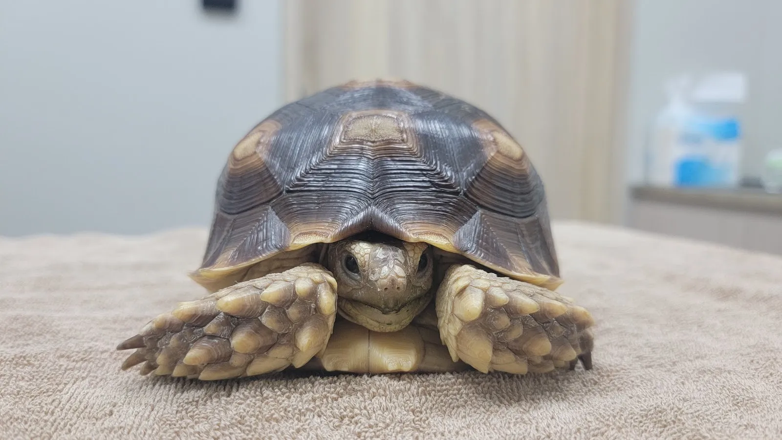 秘境野生動物專科醫院