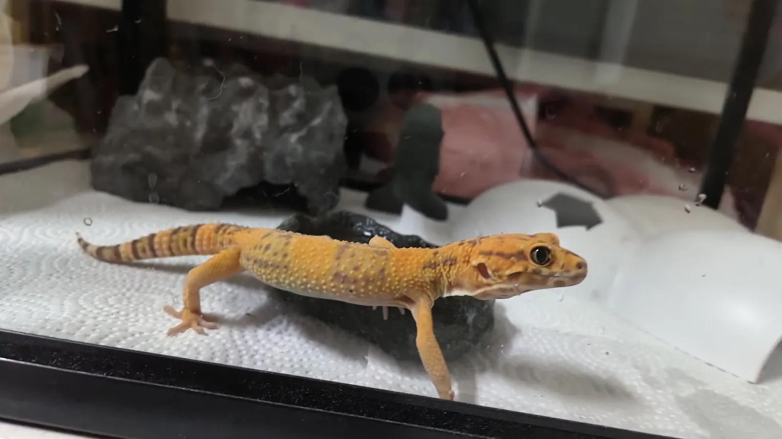 秘境野生動物專科醫院