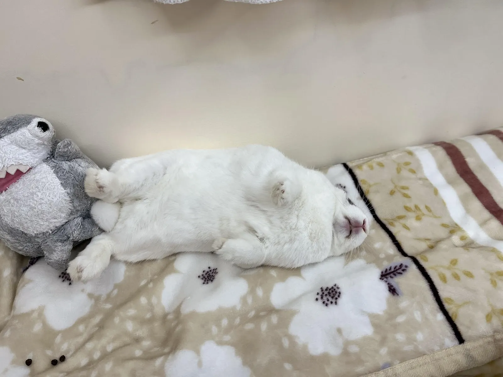 牧光特殊寵物專科醫院