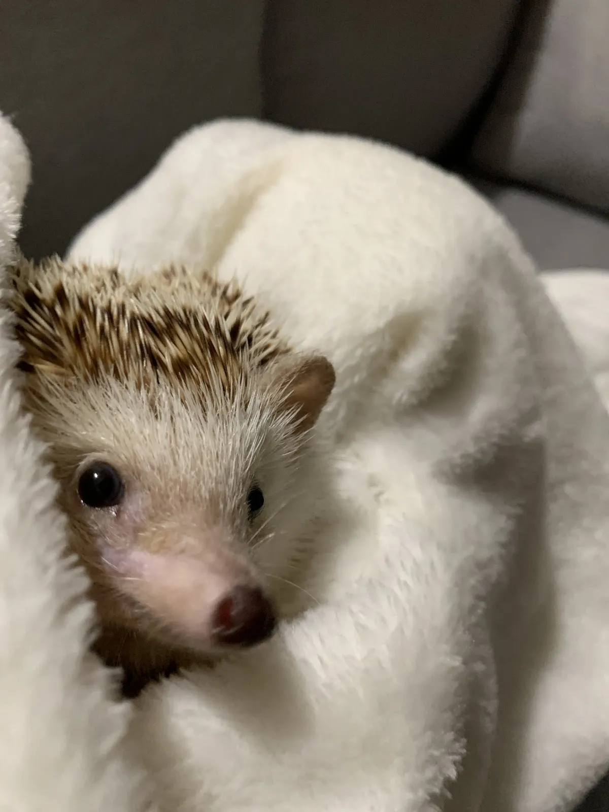 牧光特殊寵物專科醫院