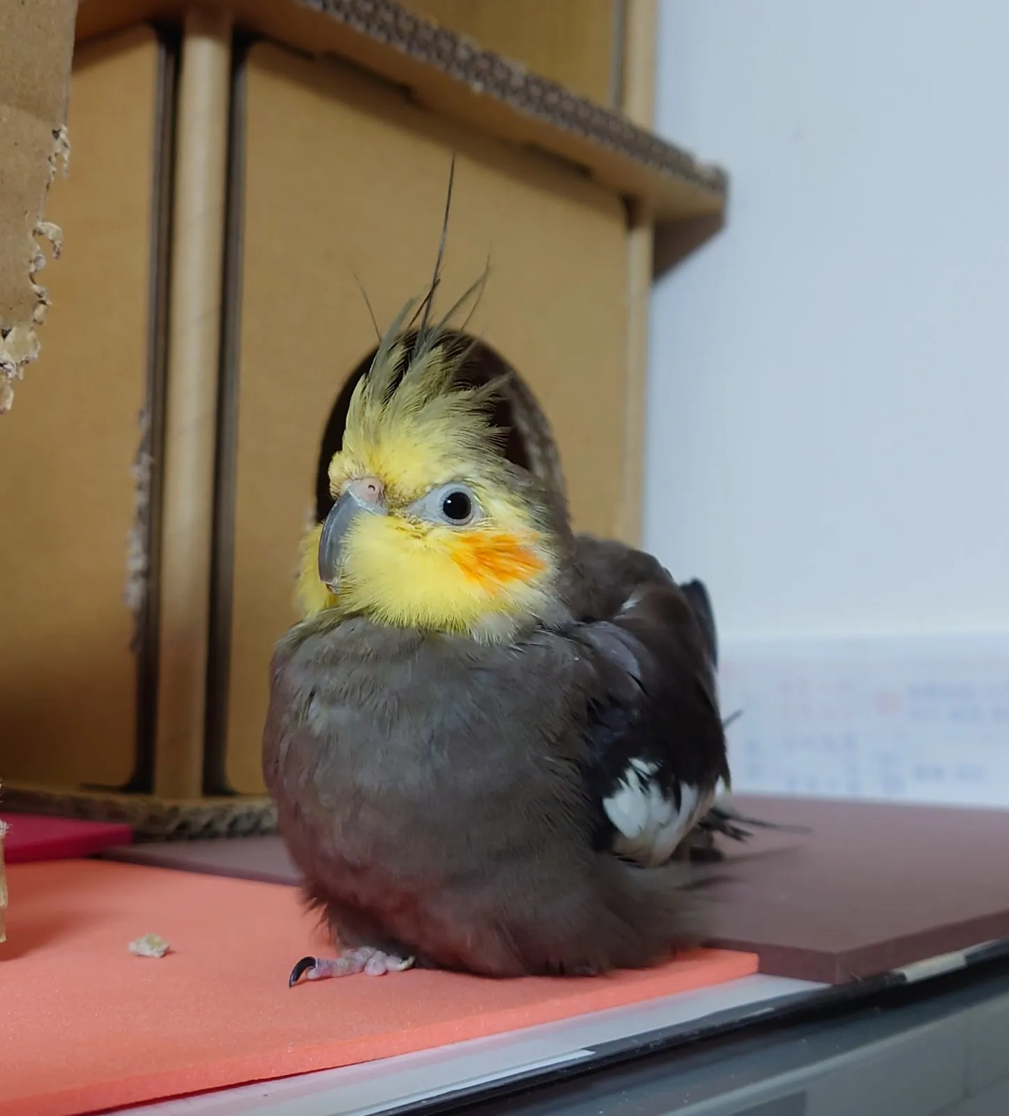 牧光特殊寵物專科醫院