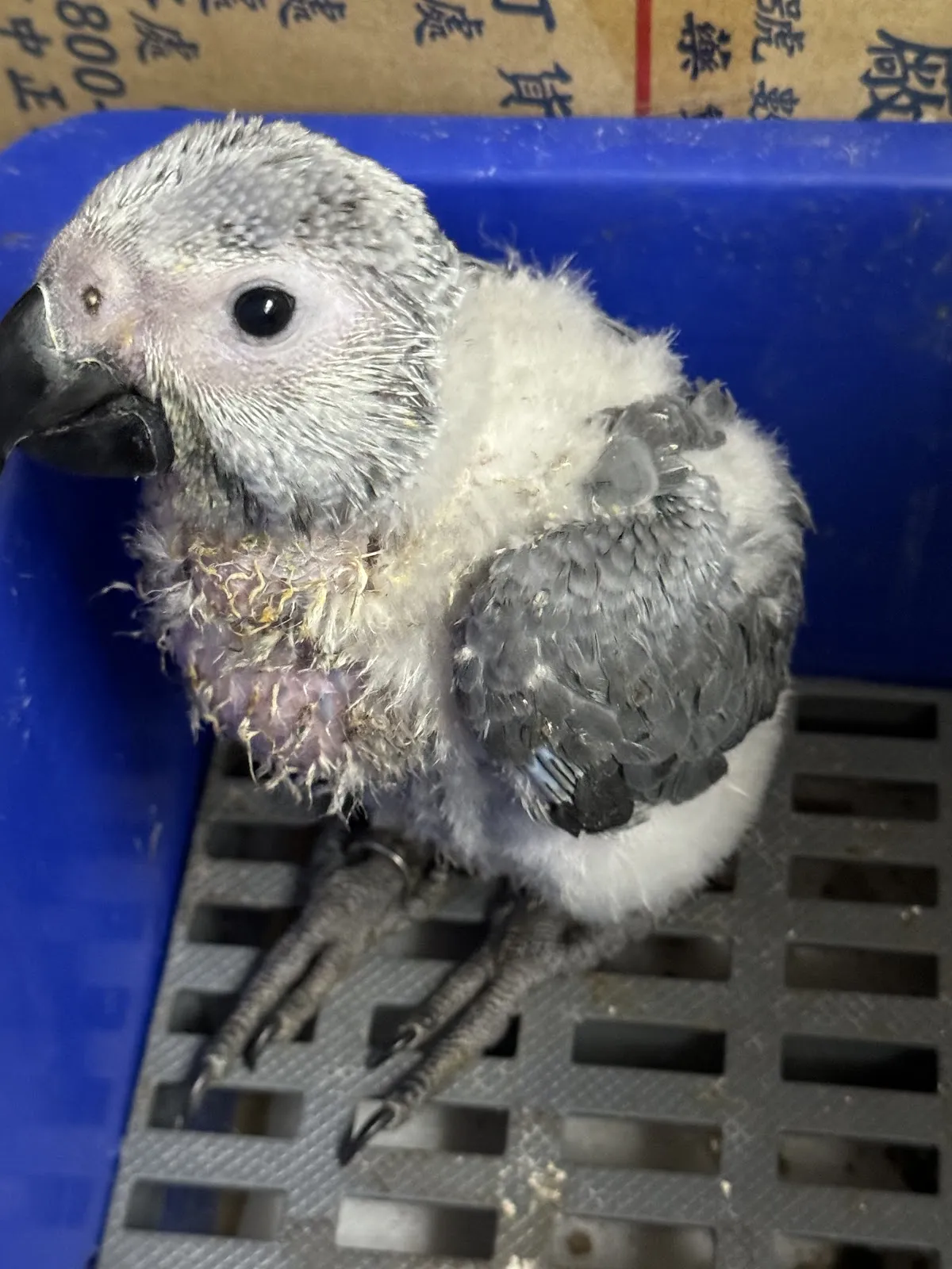 牧光特殊寵物專科醫院