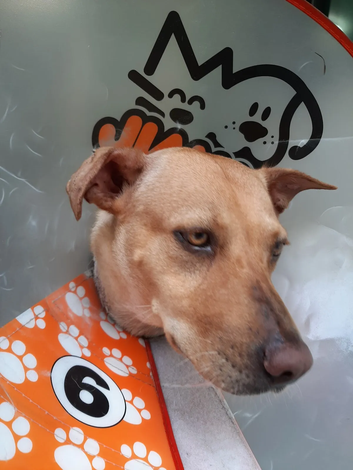 新長庚動物醫院