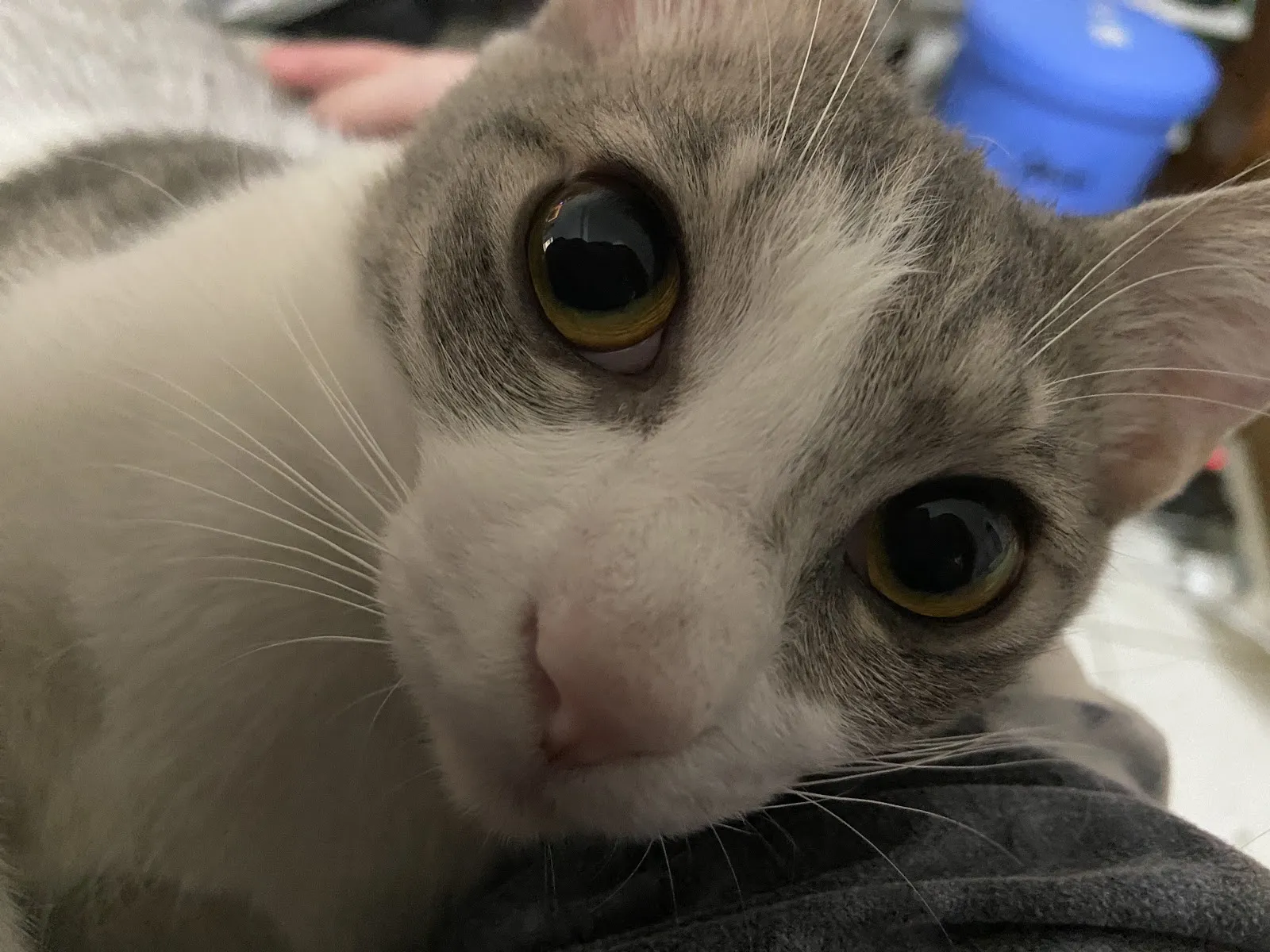 新長庚動物醫院