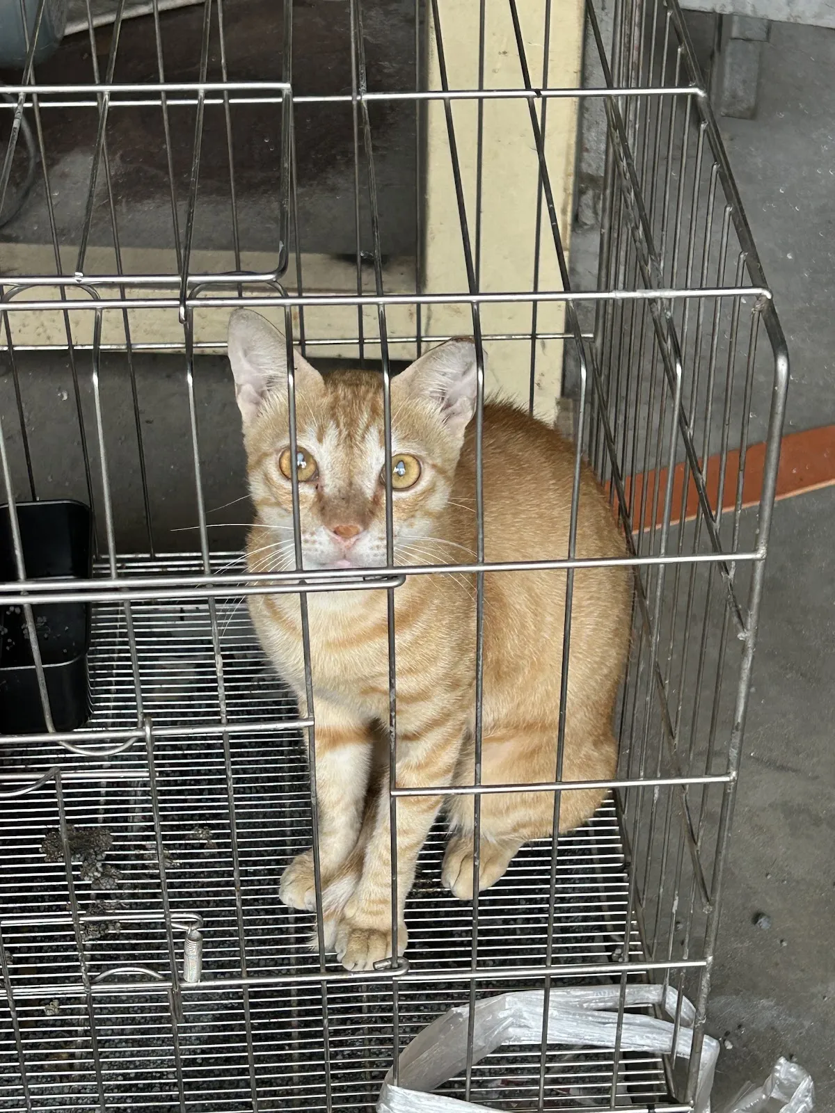 新長庚動物醫院