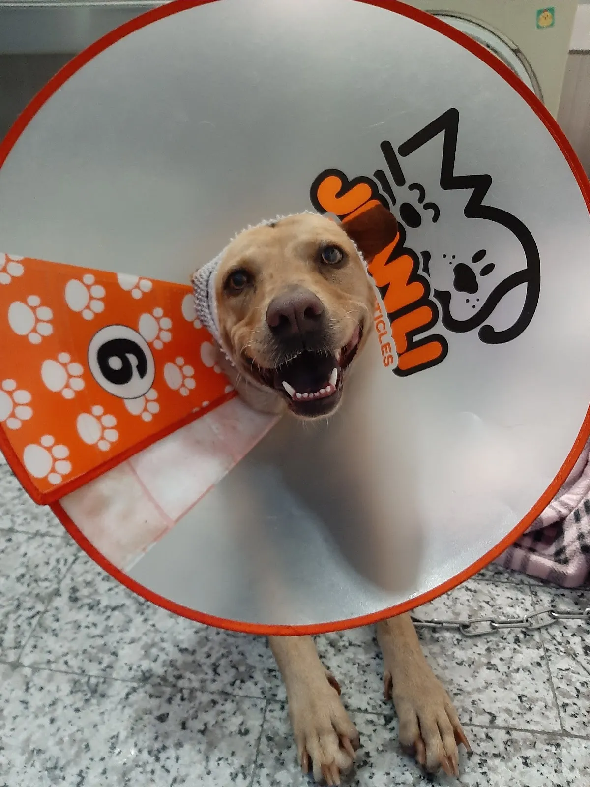 新長庚動物醫院