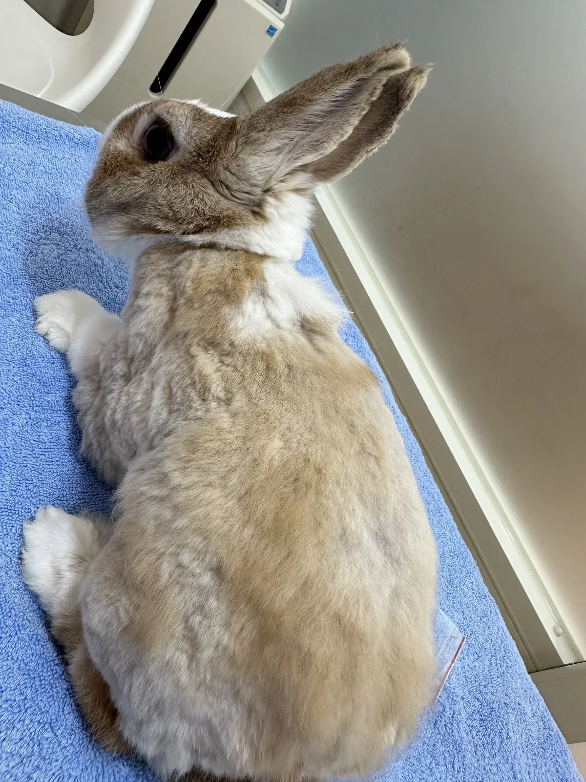 伴心特殊寵物專科醫院