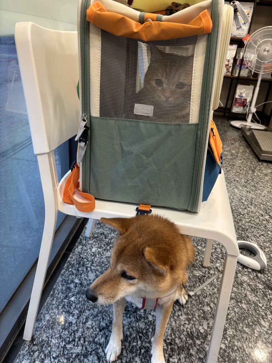 達特蘇動物醫院