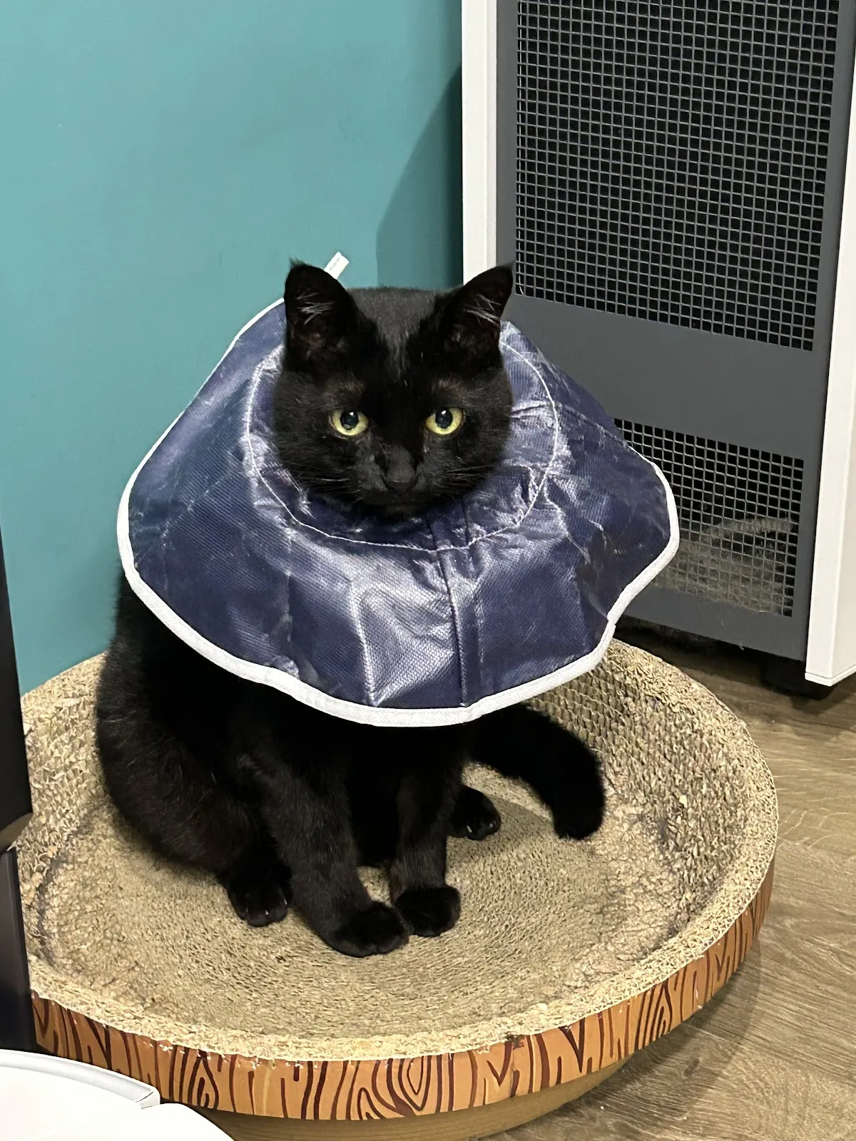 崴恩貓專科醫院