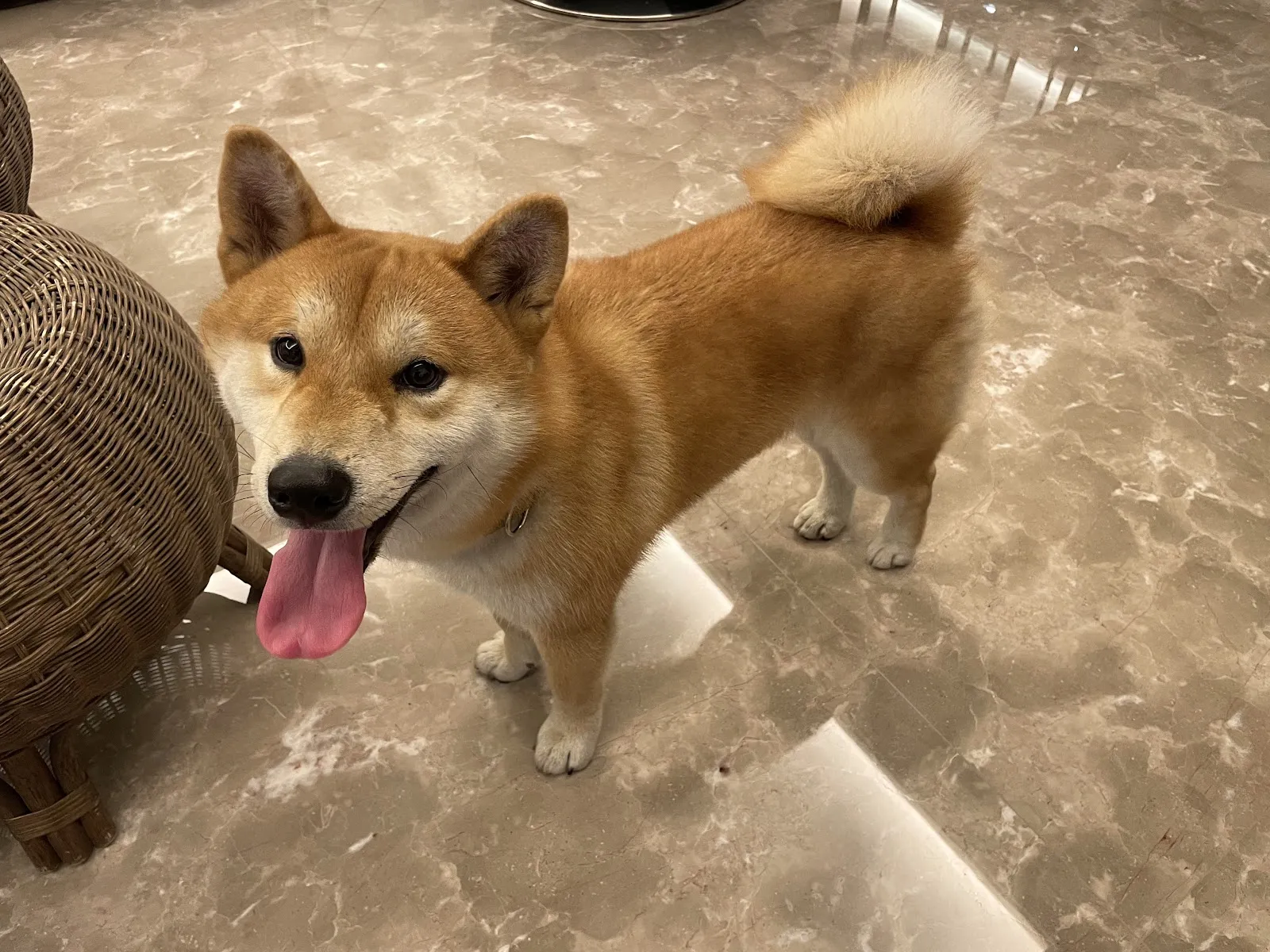 美術德民動物醫院