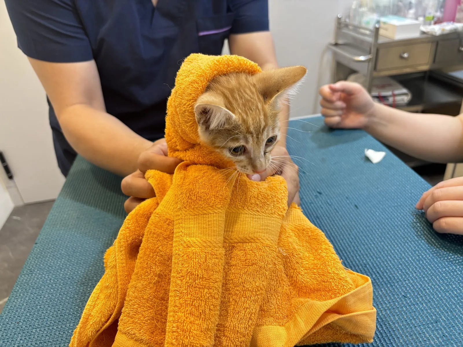 美術德民動物醫院