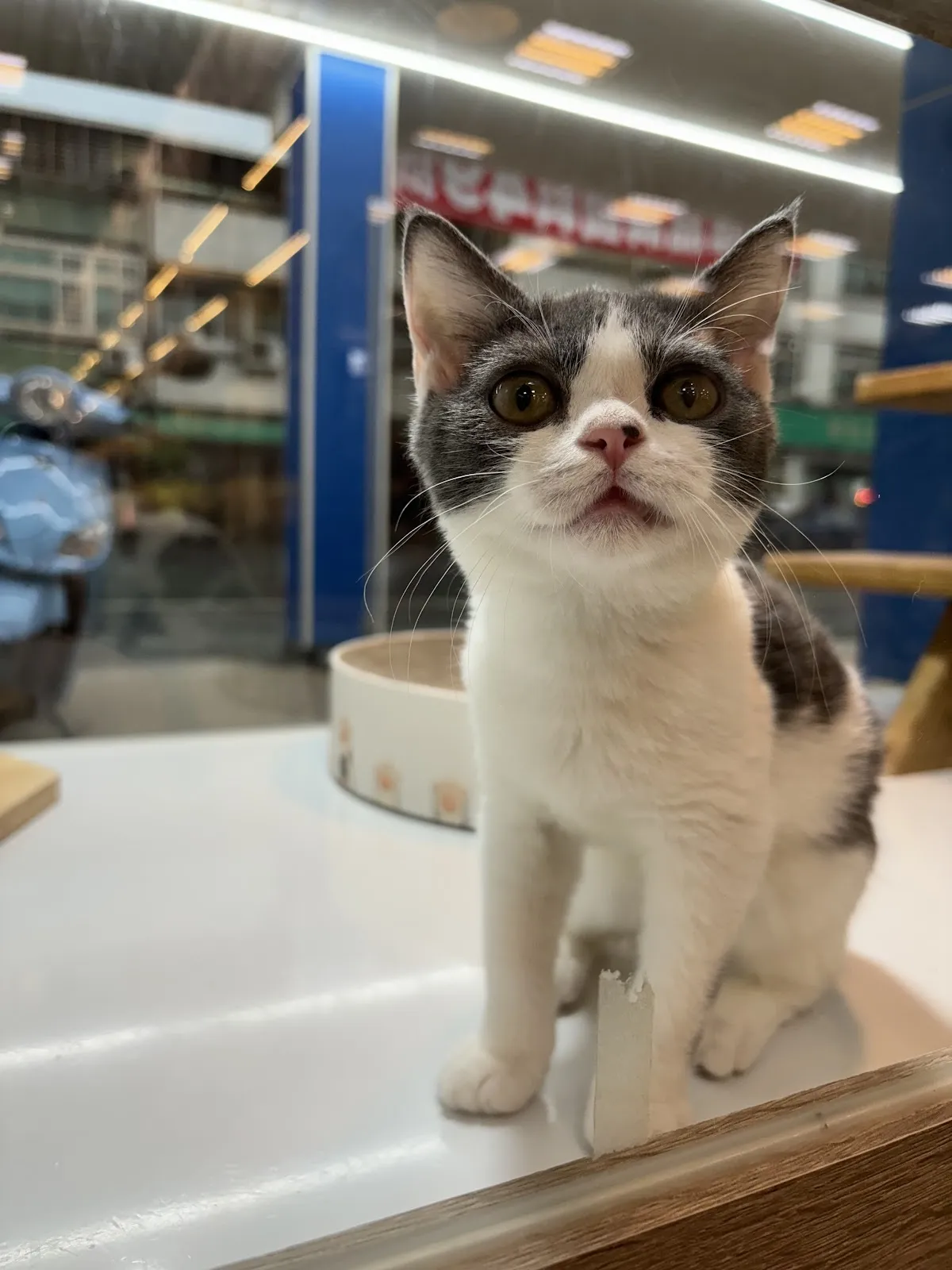 東森寵物雲股份有限公司新營民生分公司