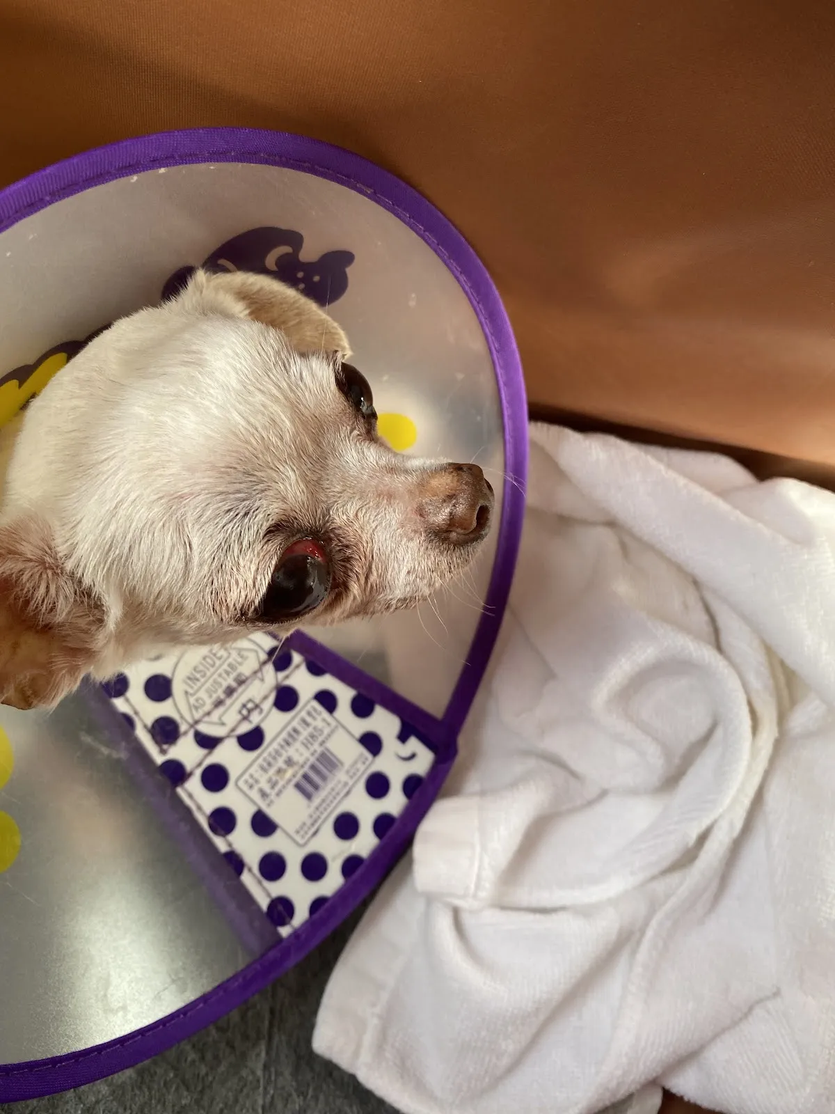 小怪獸動物醫院