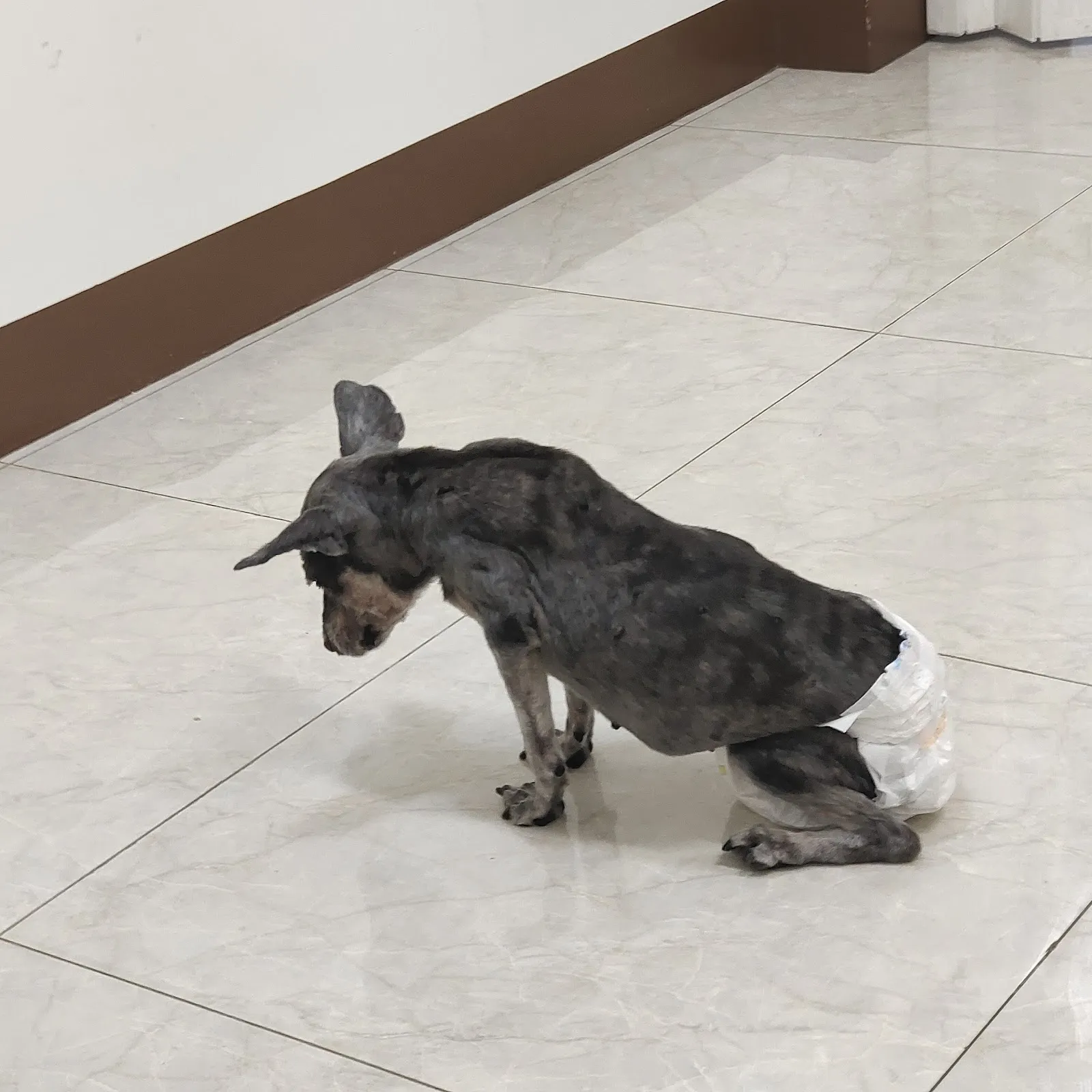 小怪獸動物醫院