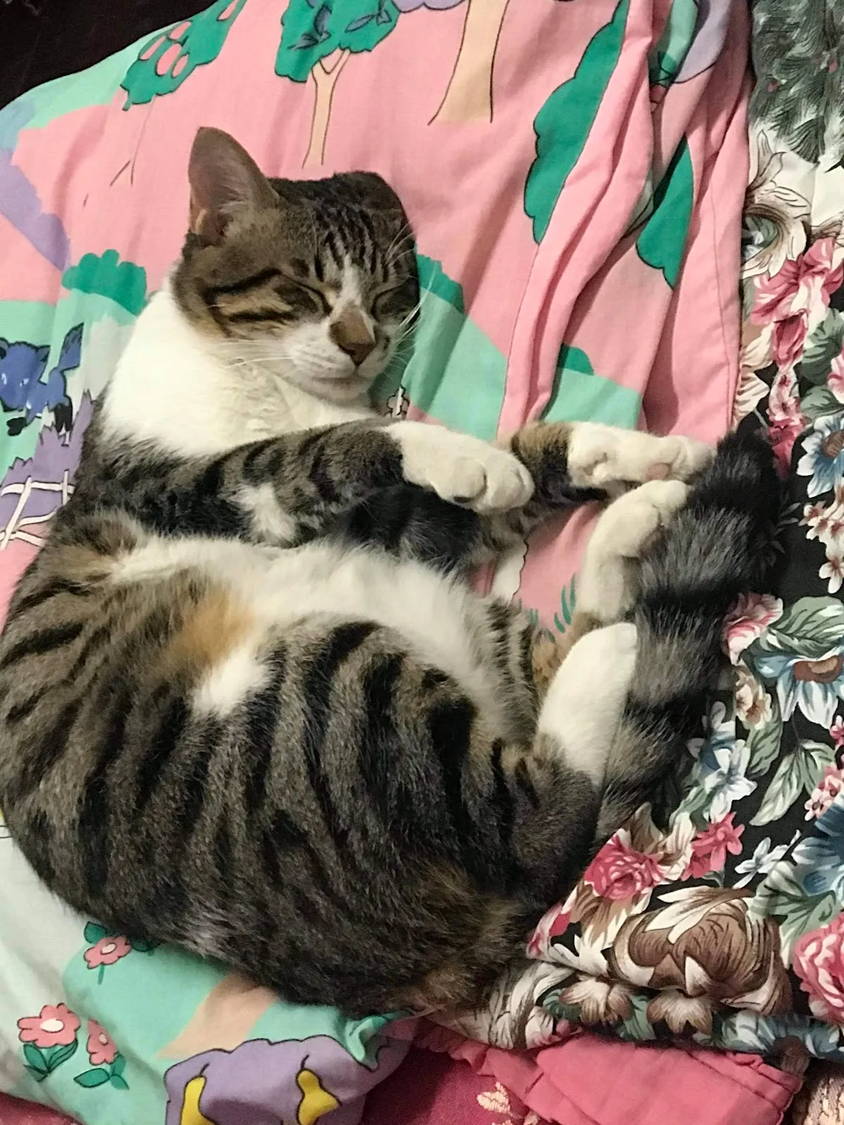 小怪獸動物醫院