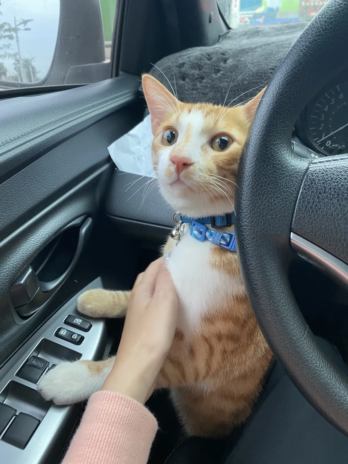 小怪獸動物醫院