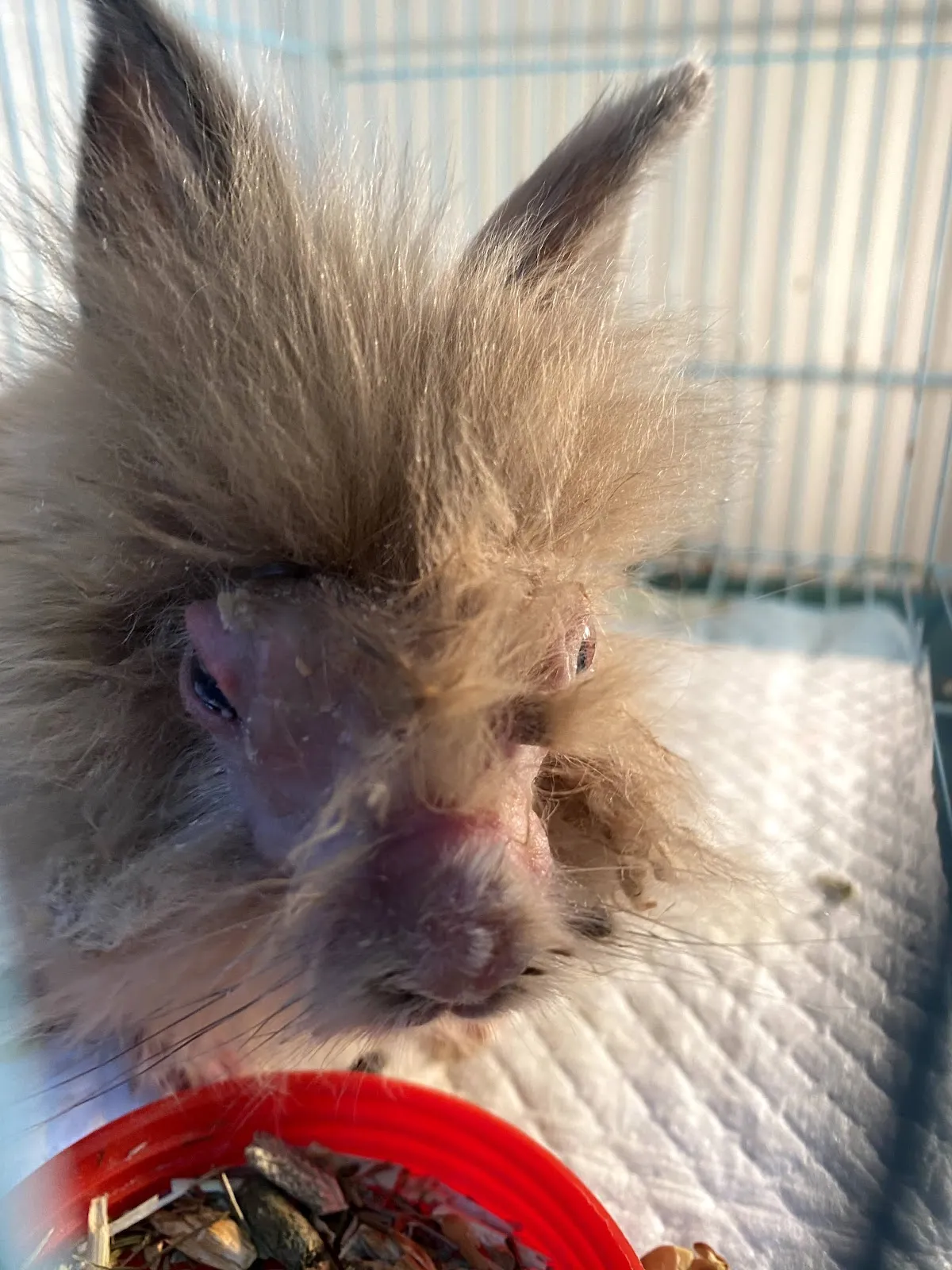 小怪獸動物醫院