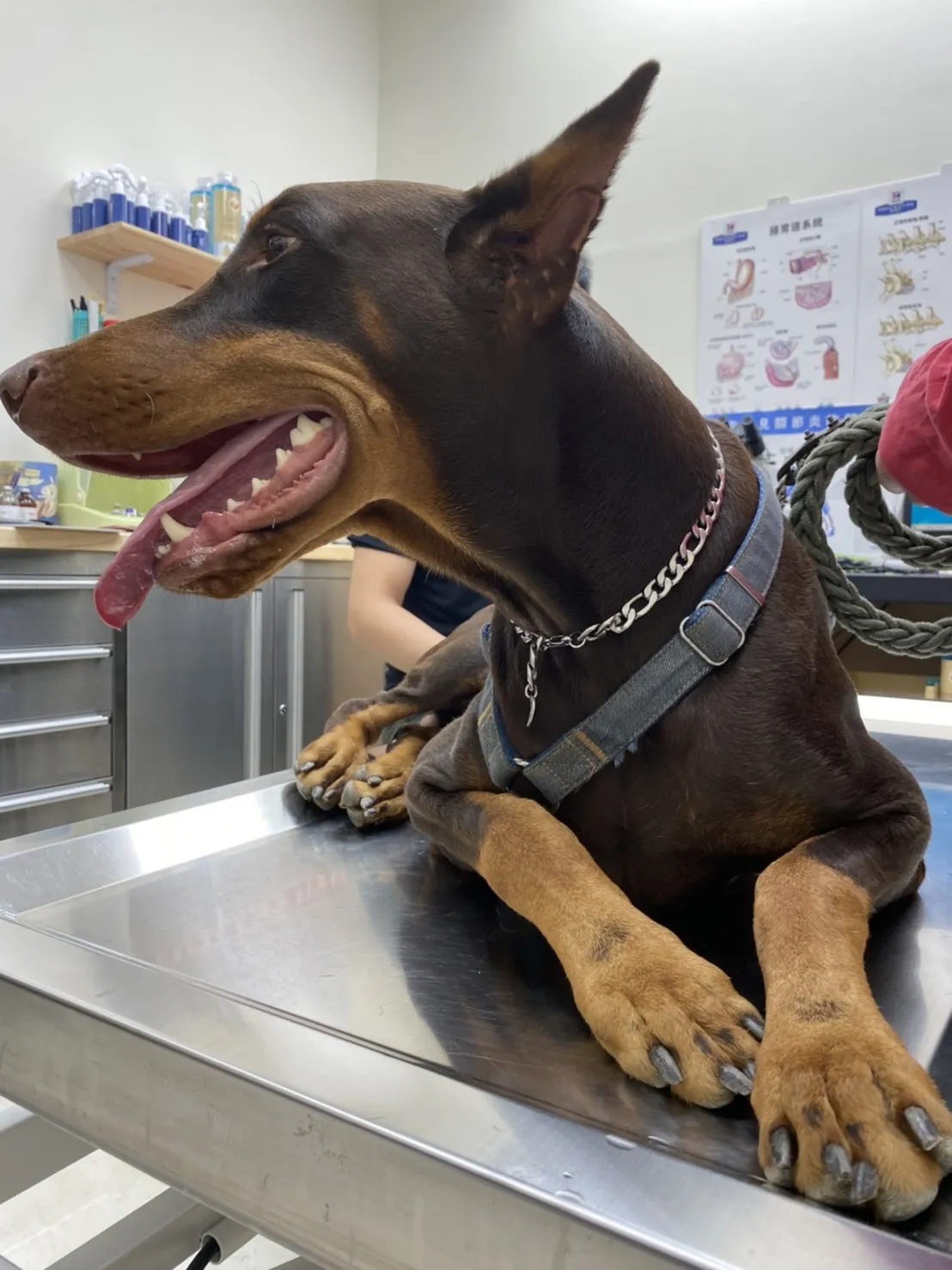 小怪獸動物醫院