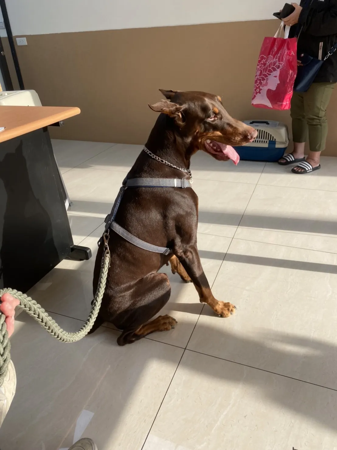 小怪獸動物醫院