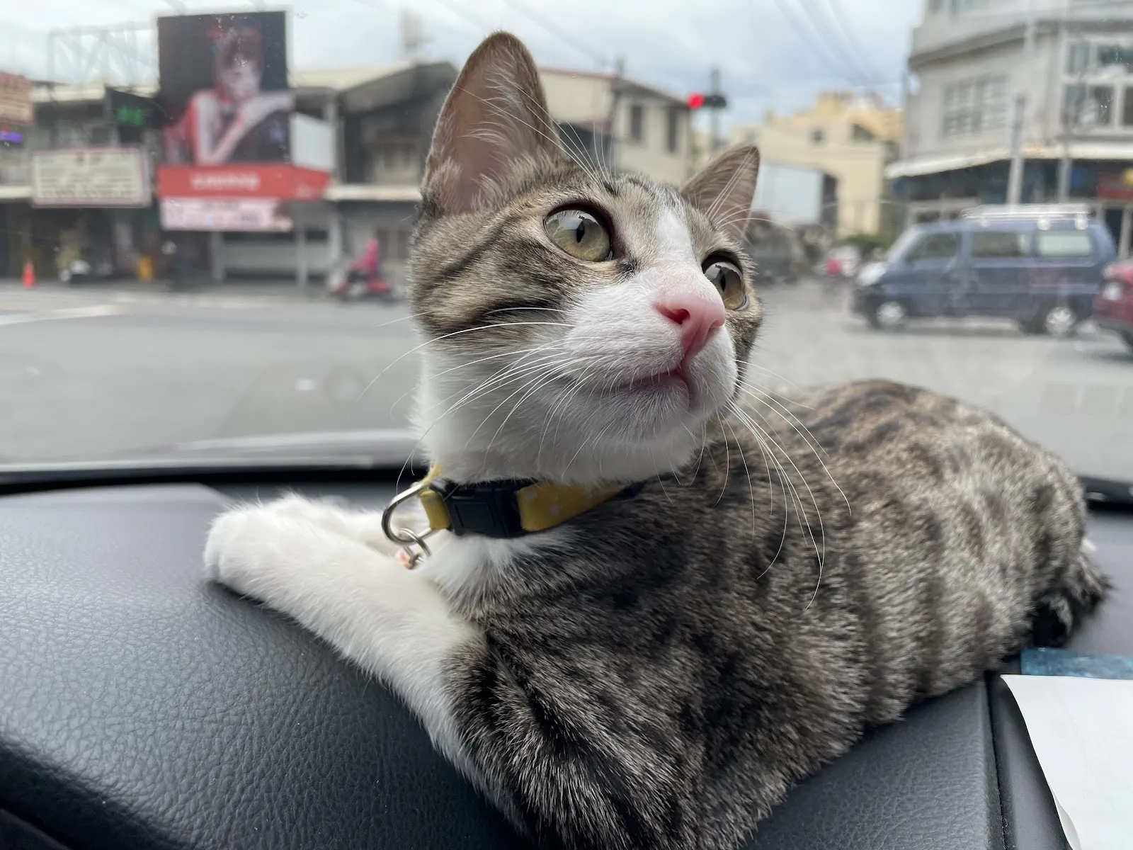 小怪獸動物醫院