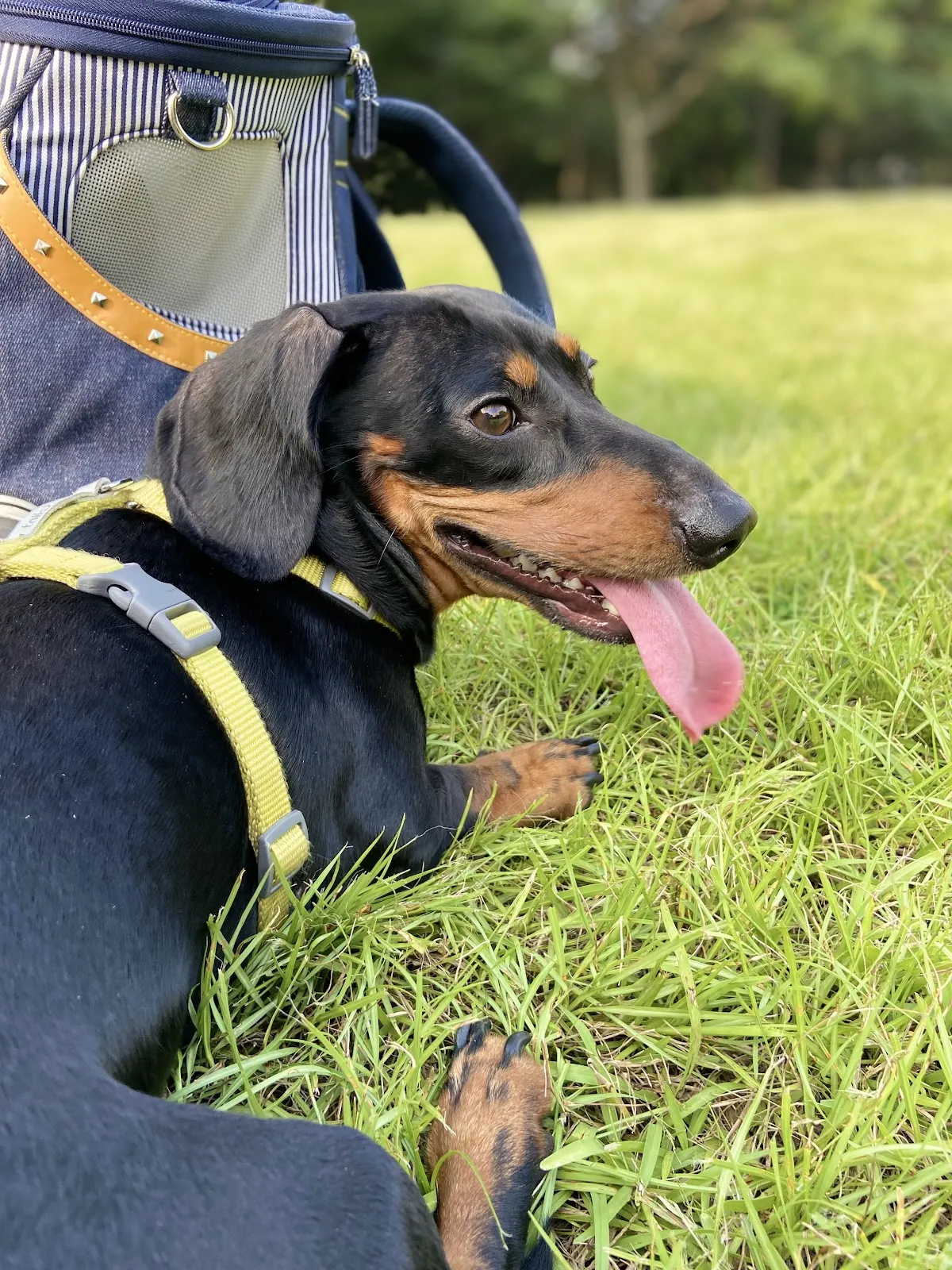 臺大健弘動物醫院