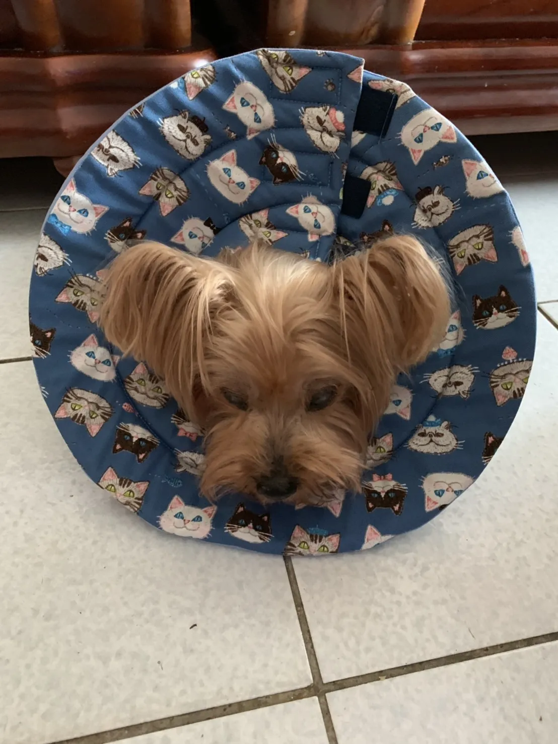 臺大健弘動物醫院