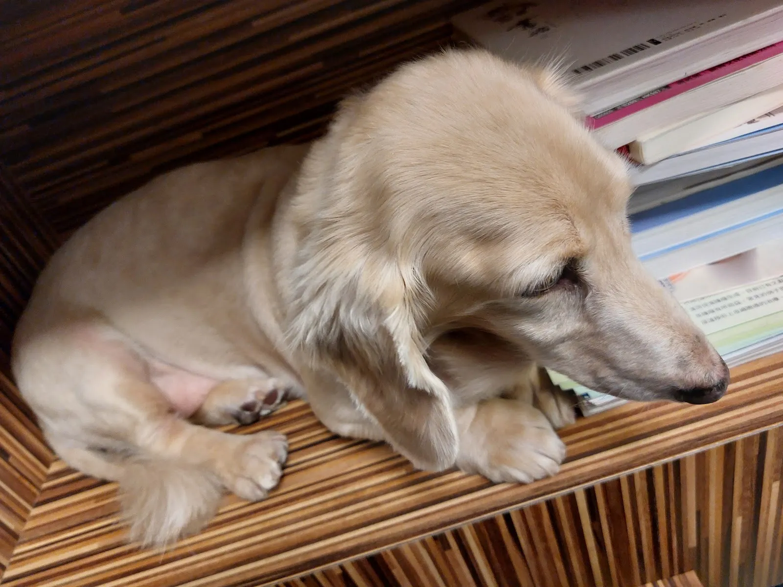 臺大健弘動物醫院