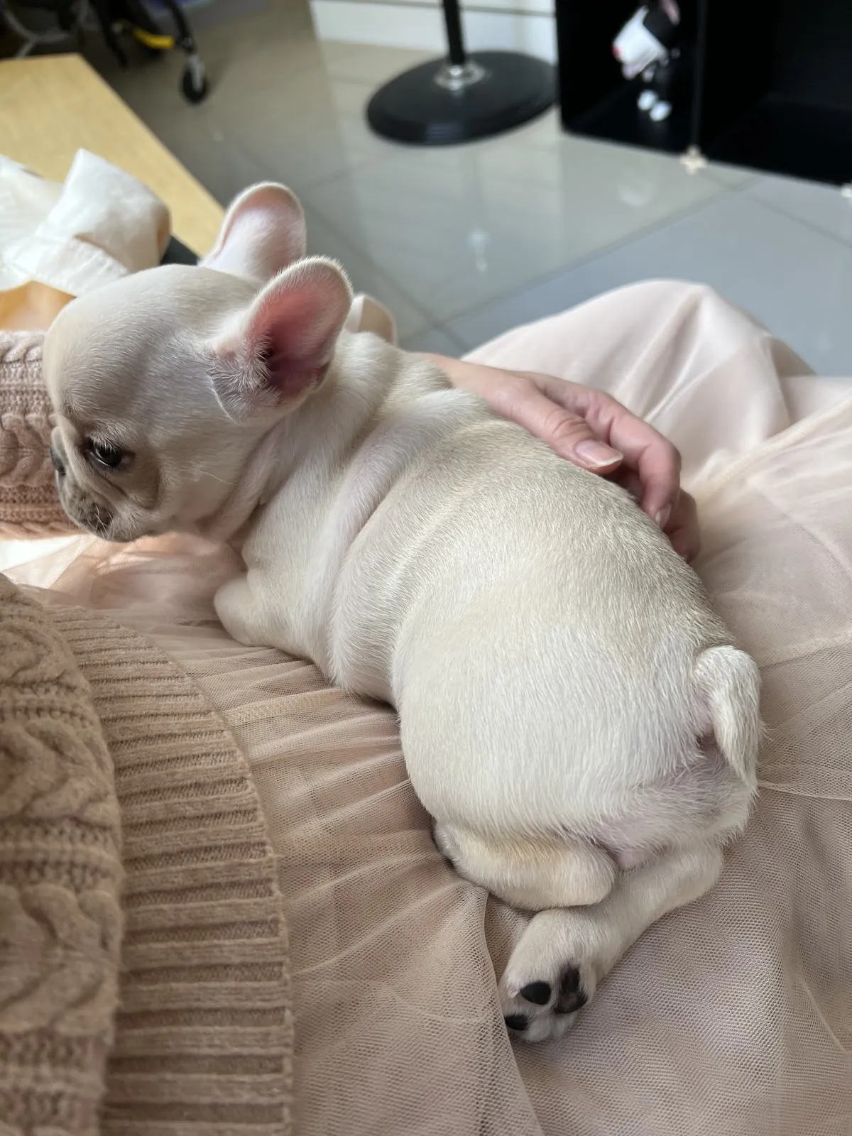 尼古拉動物醫院