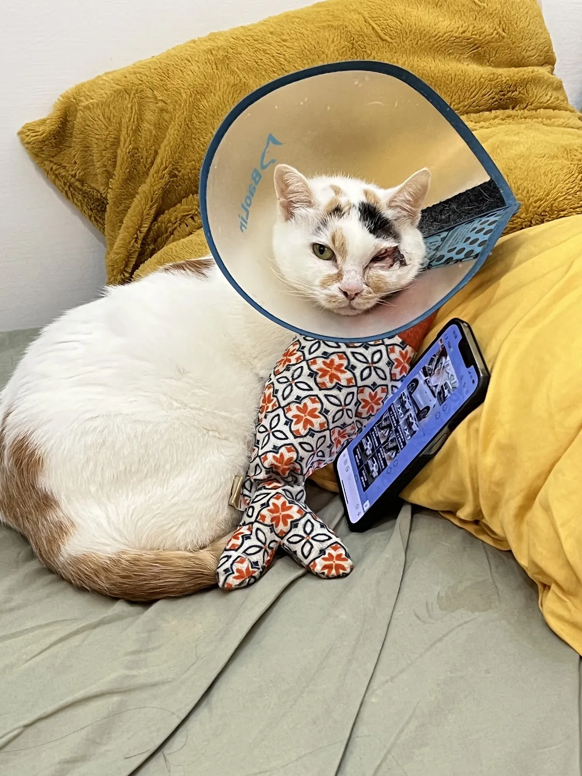 尼昂貓專科醫院