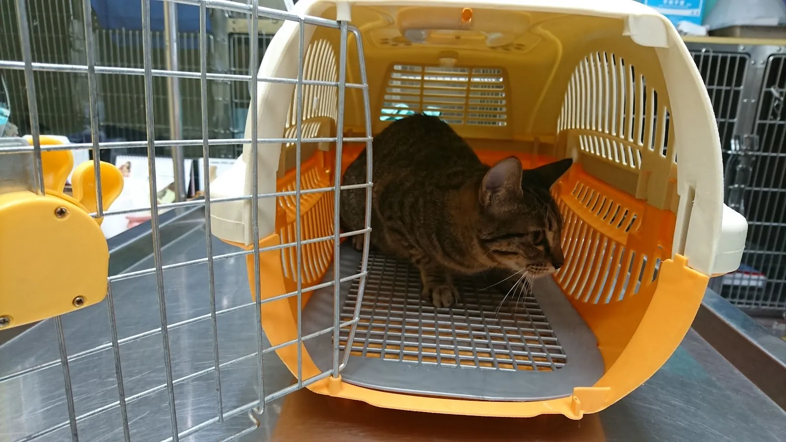 名冠動物醫院