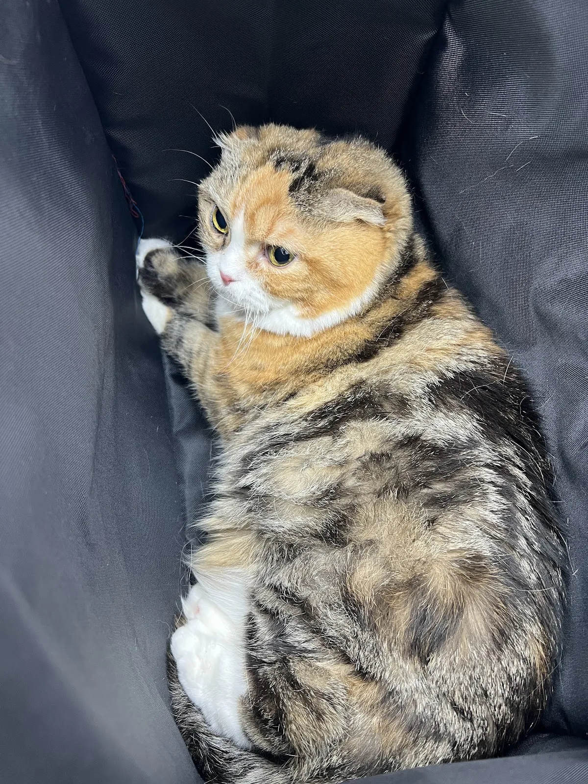 慈愛動物醫院北屯分院