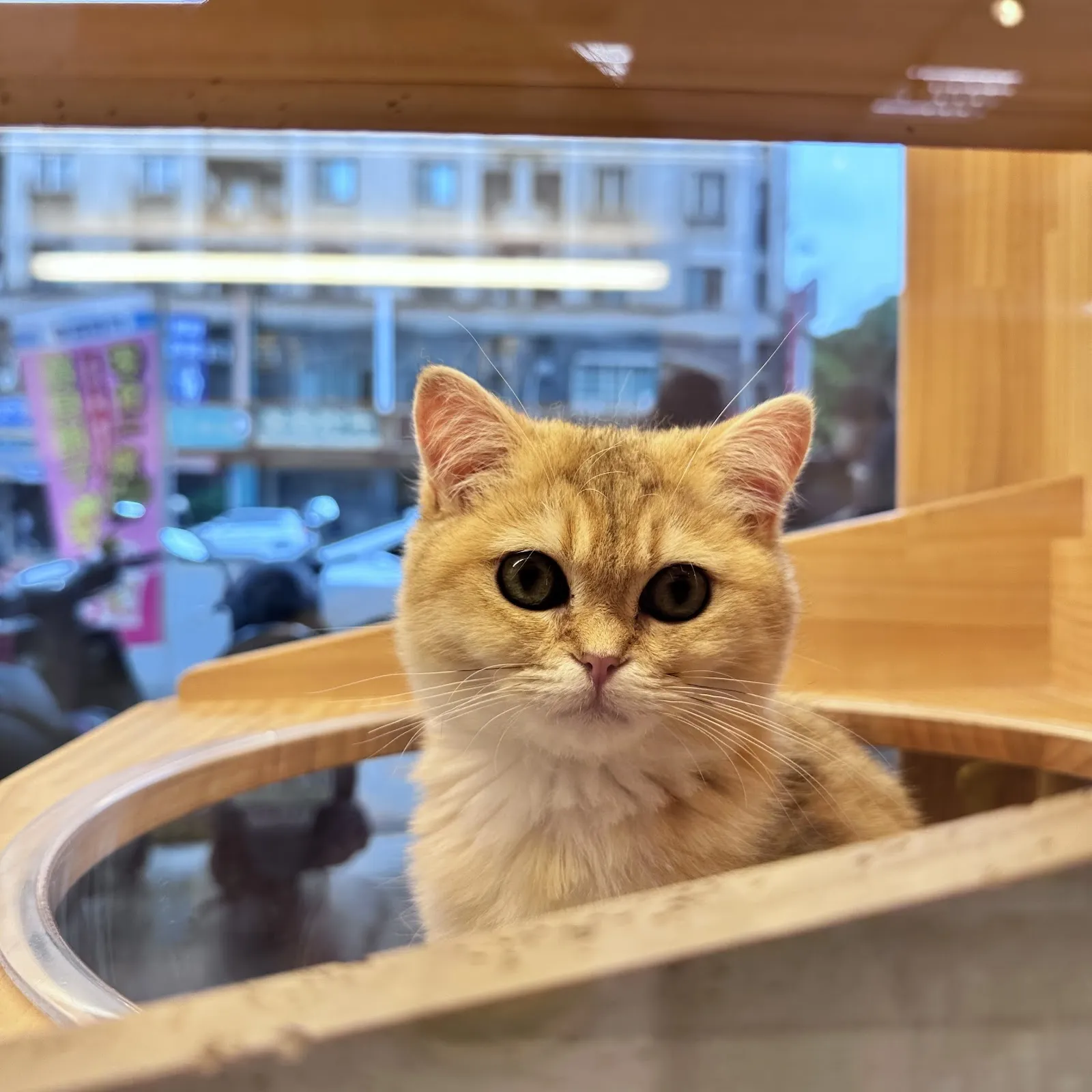 慈愛動物醫院北屯分院