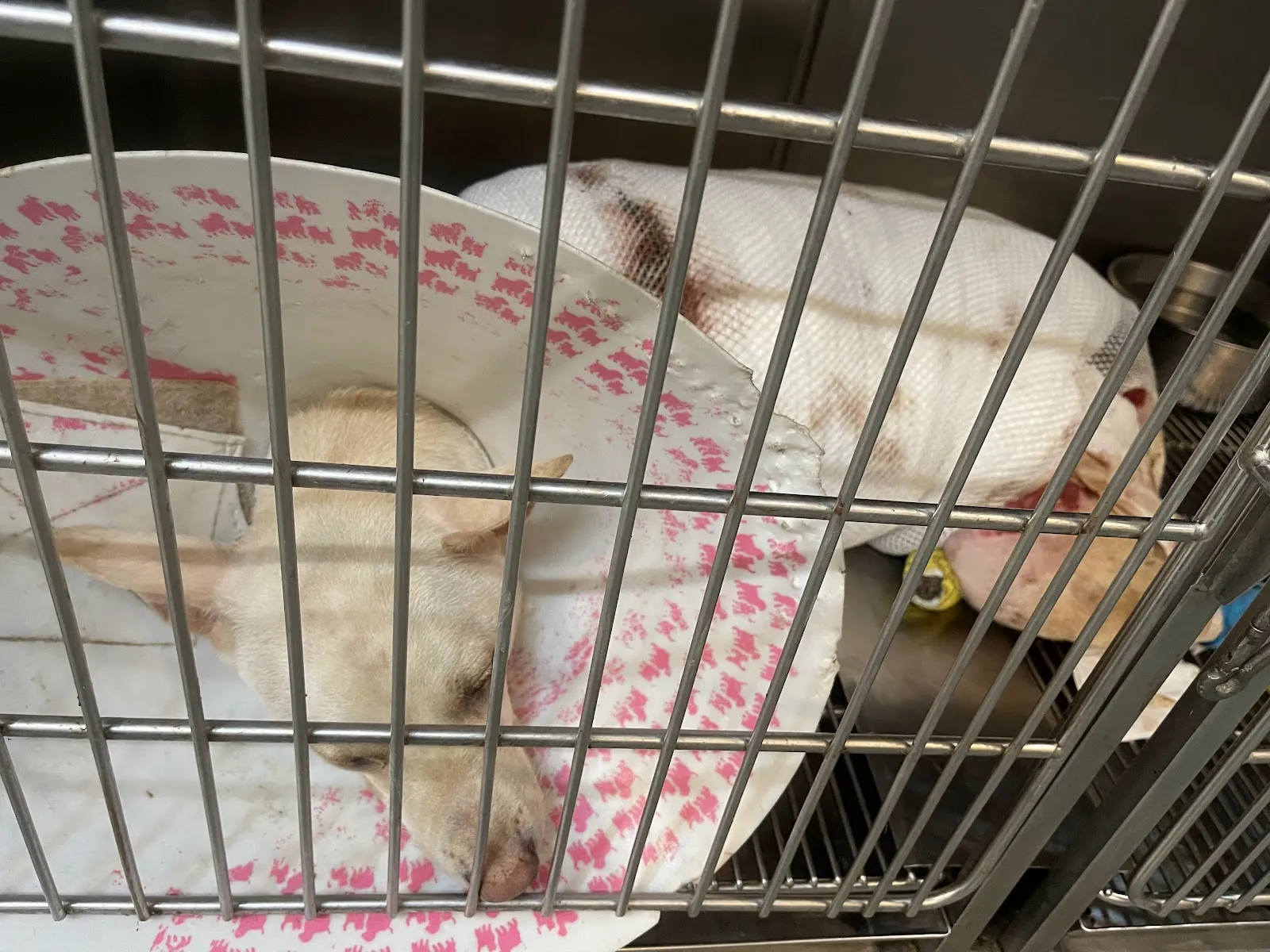 元氣動物醫院南崁分院