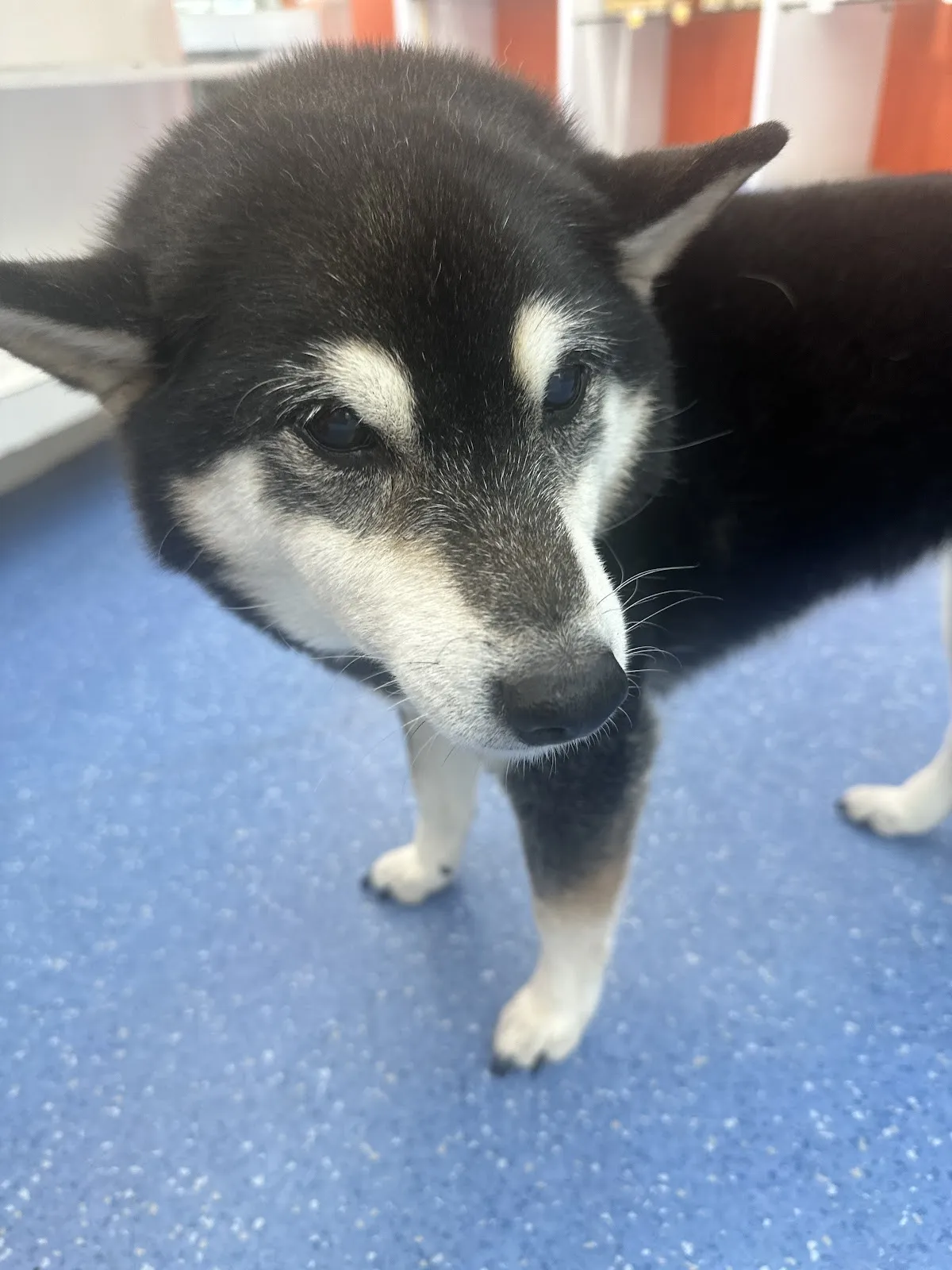 元氣動物醫院南崁分院