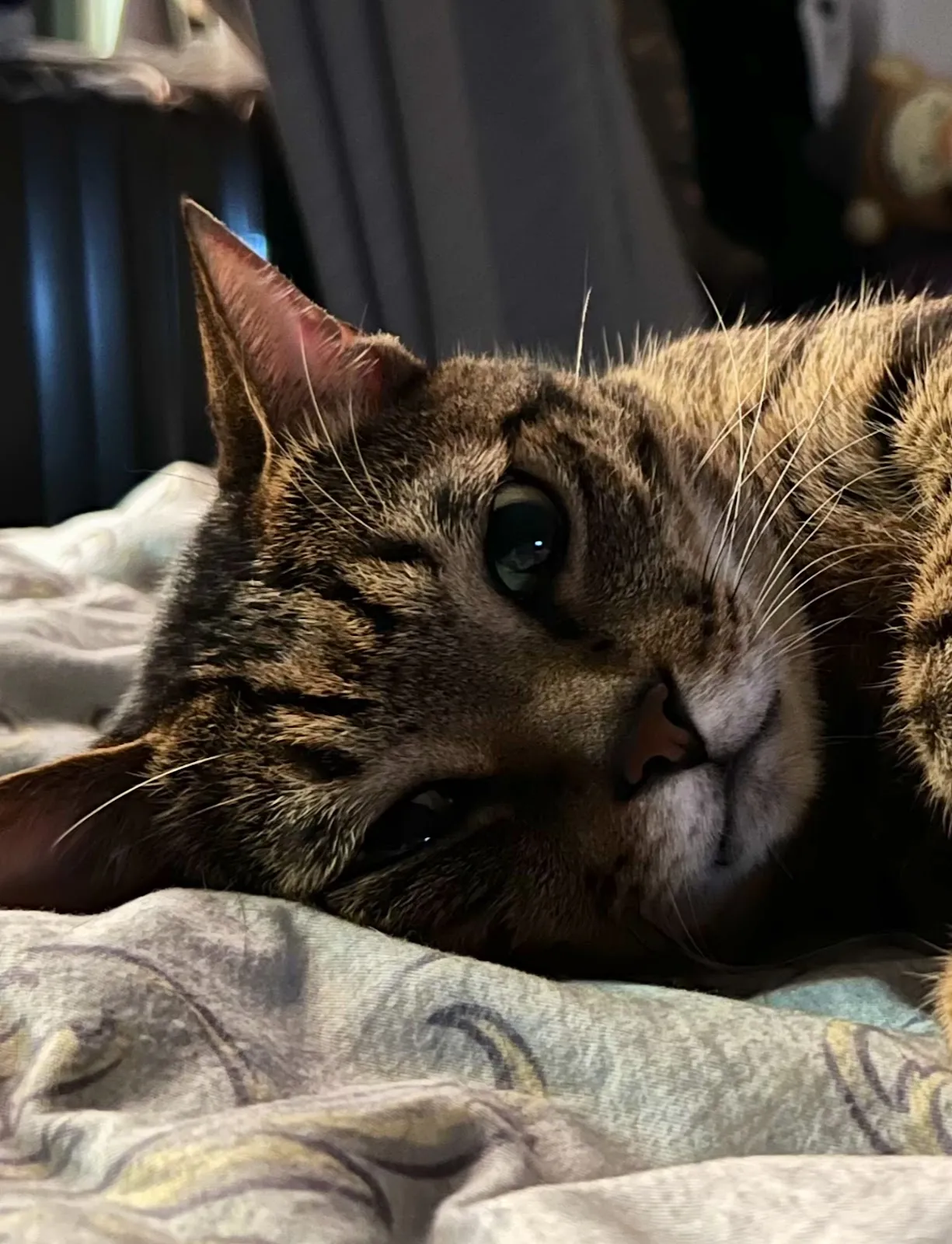 元氣動物醫院南崁分院