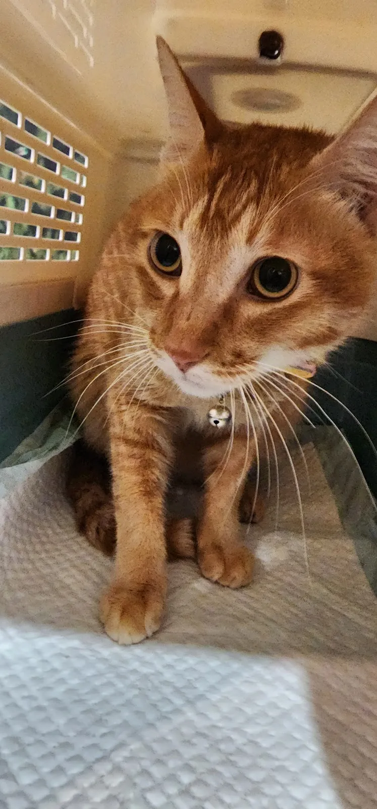 元氣動物醫院南崁分院