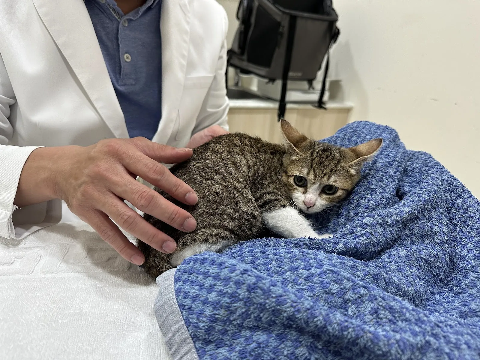 謝妮妮寵物醫院