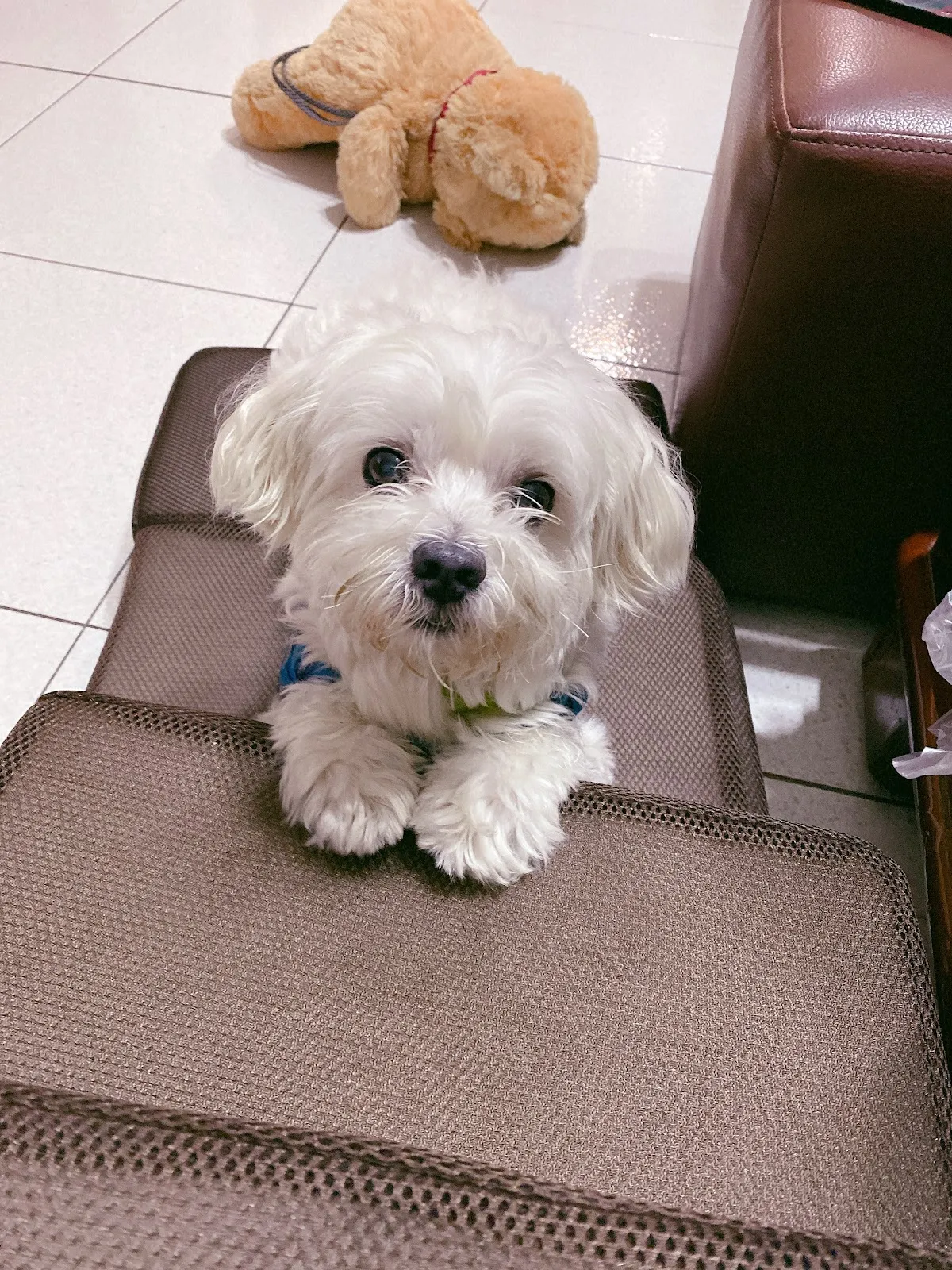 中興河堤動物醫院