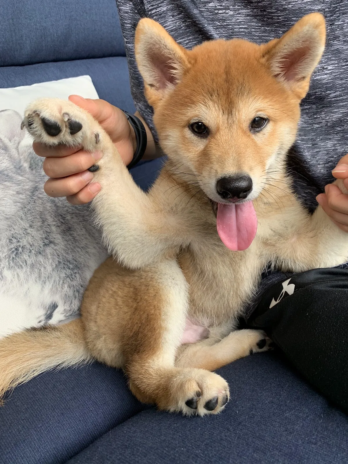 中興河堤動物醫院