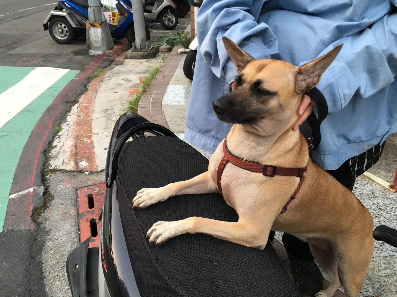 中興河堤動物醫院