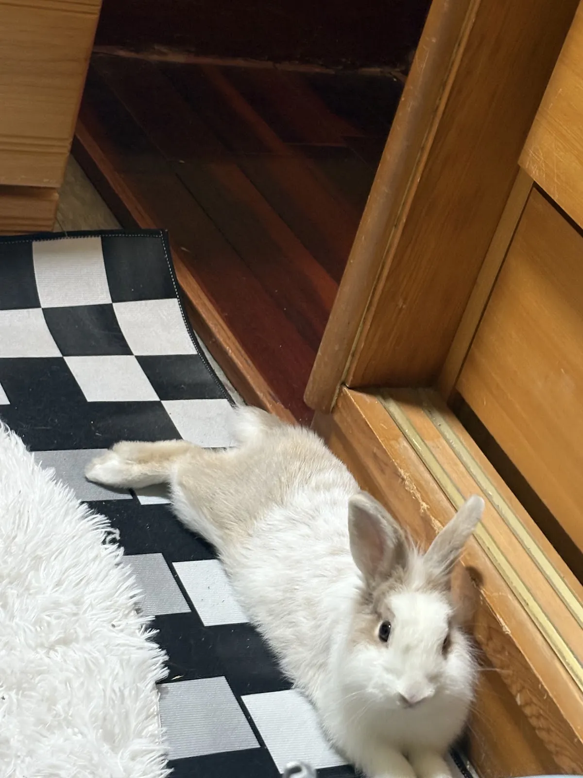 萌星人動物醫院