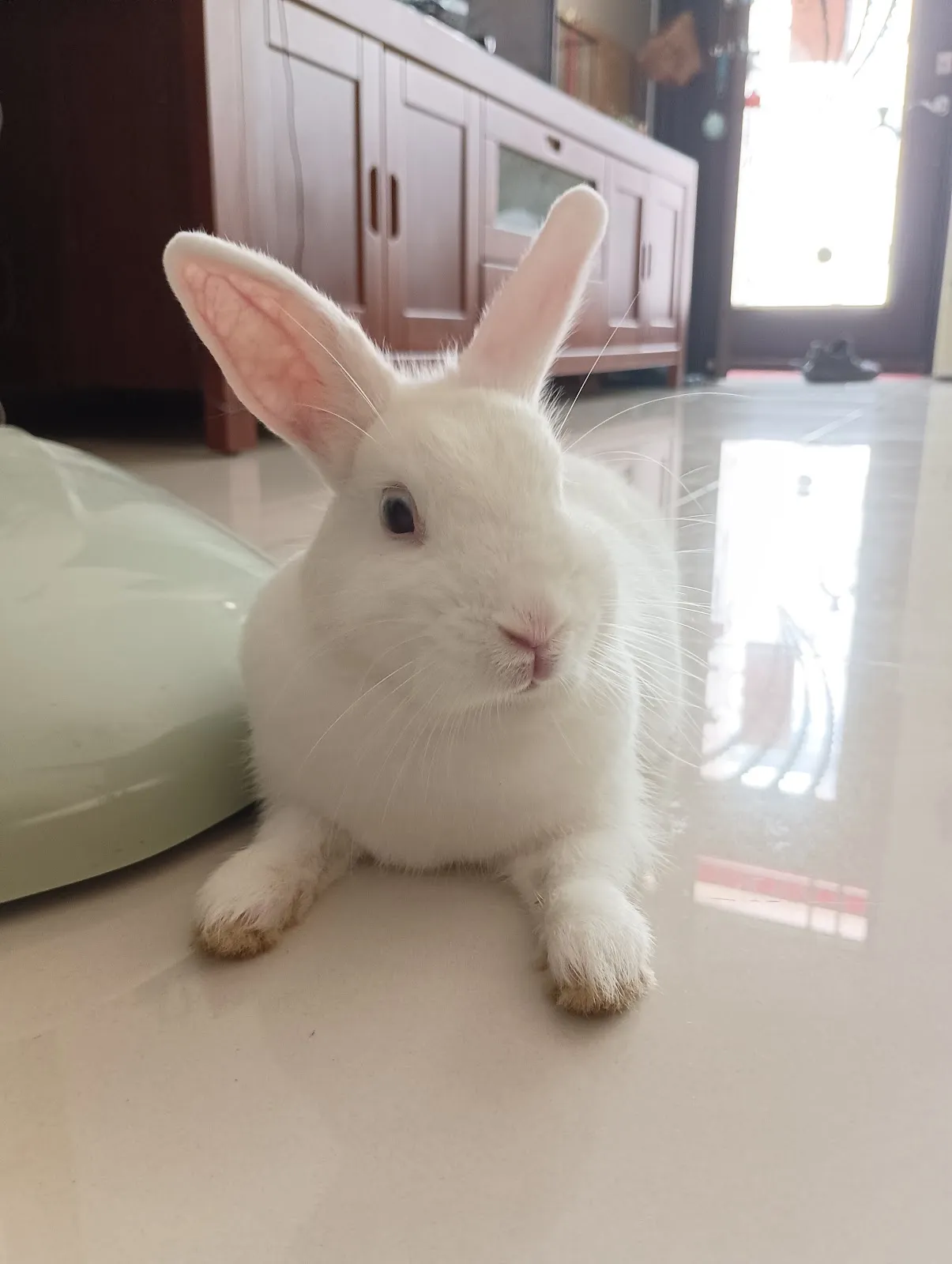 萌星人動物醫院