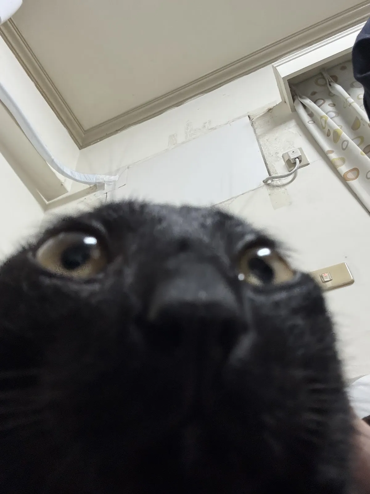 萌星人動物醫院