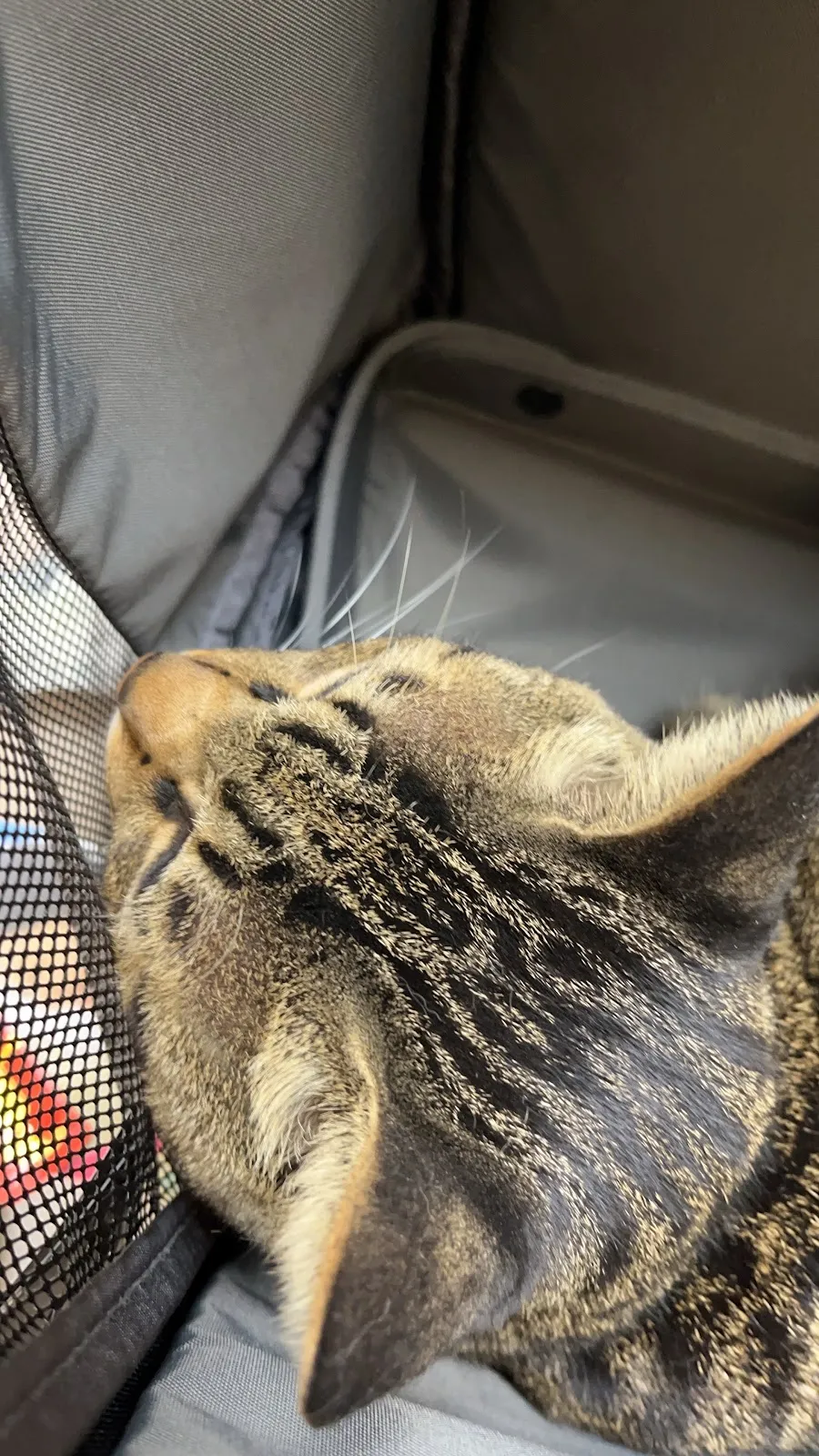 萌星人動物醫院